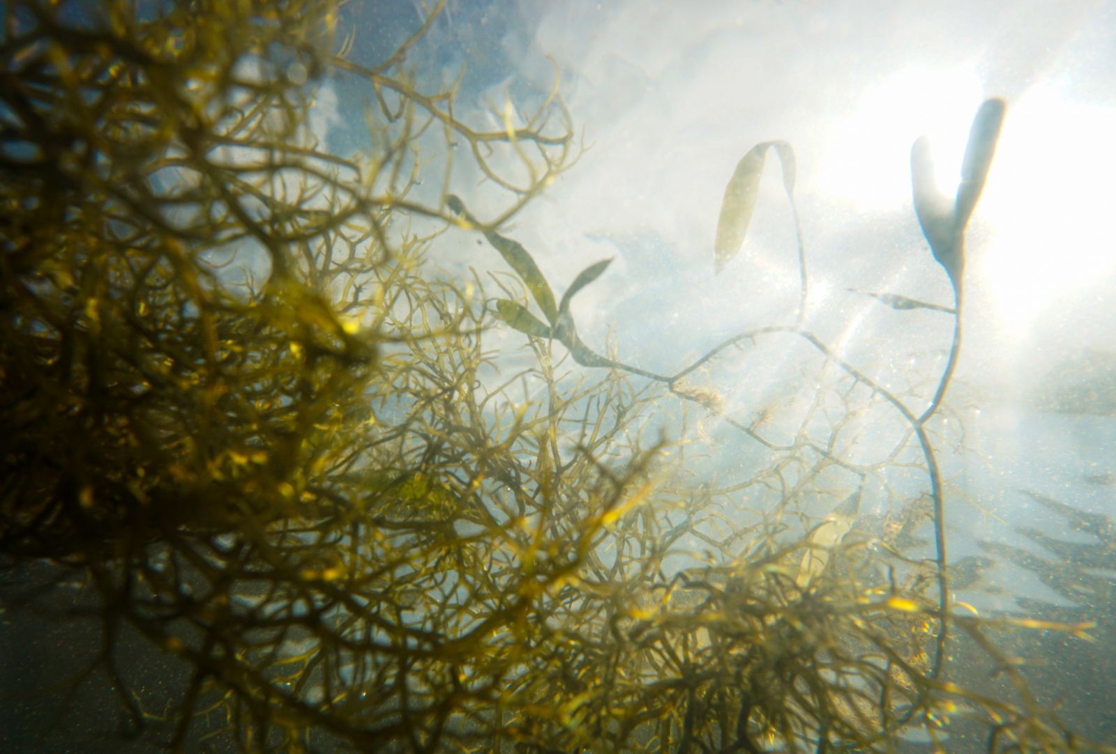 Algae