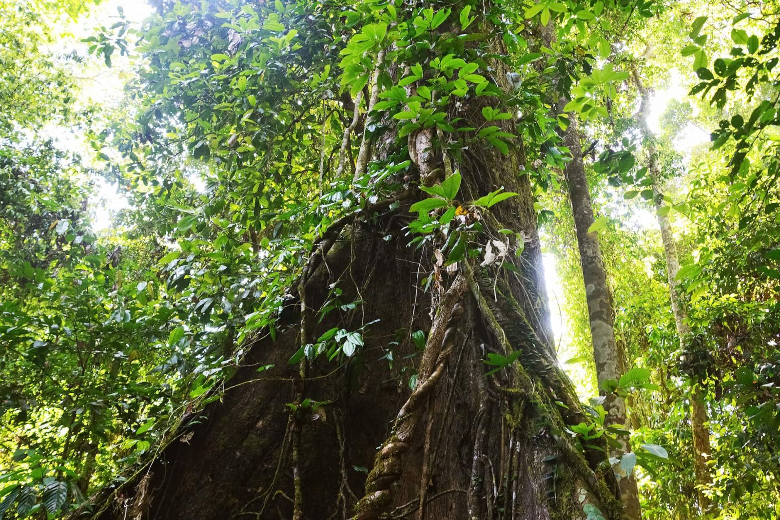 Vines on a tree.