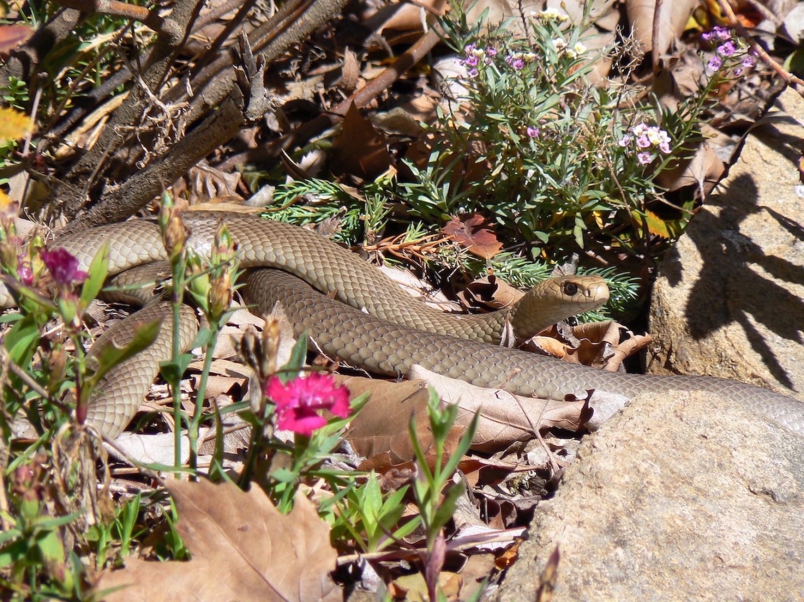 Alt text main snake