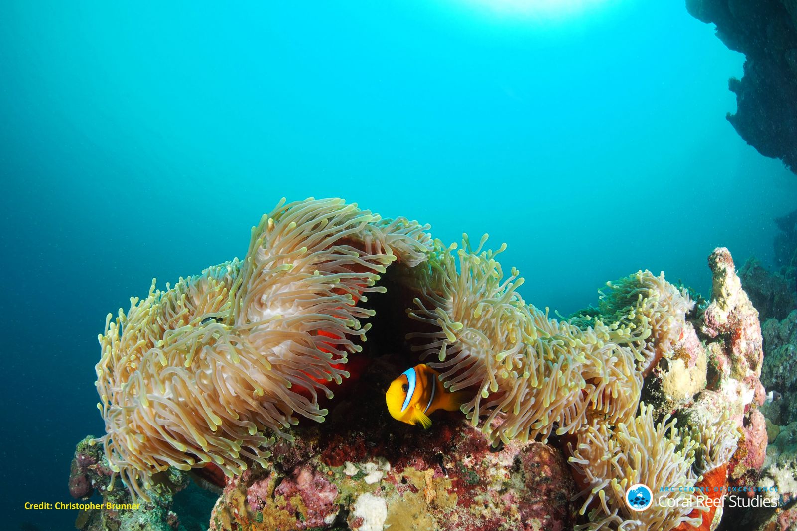 Reef and fish