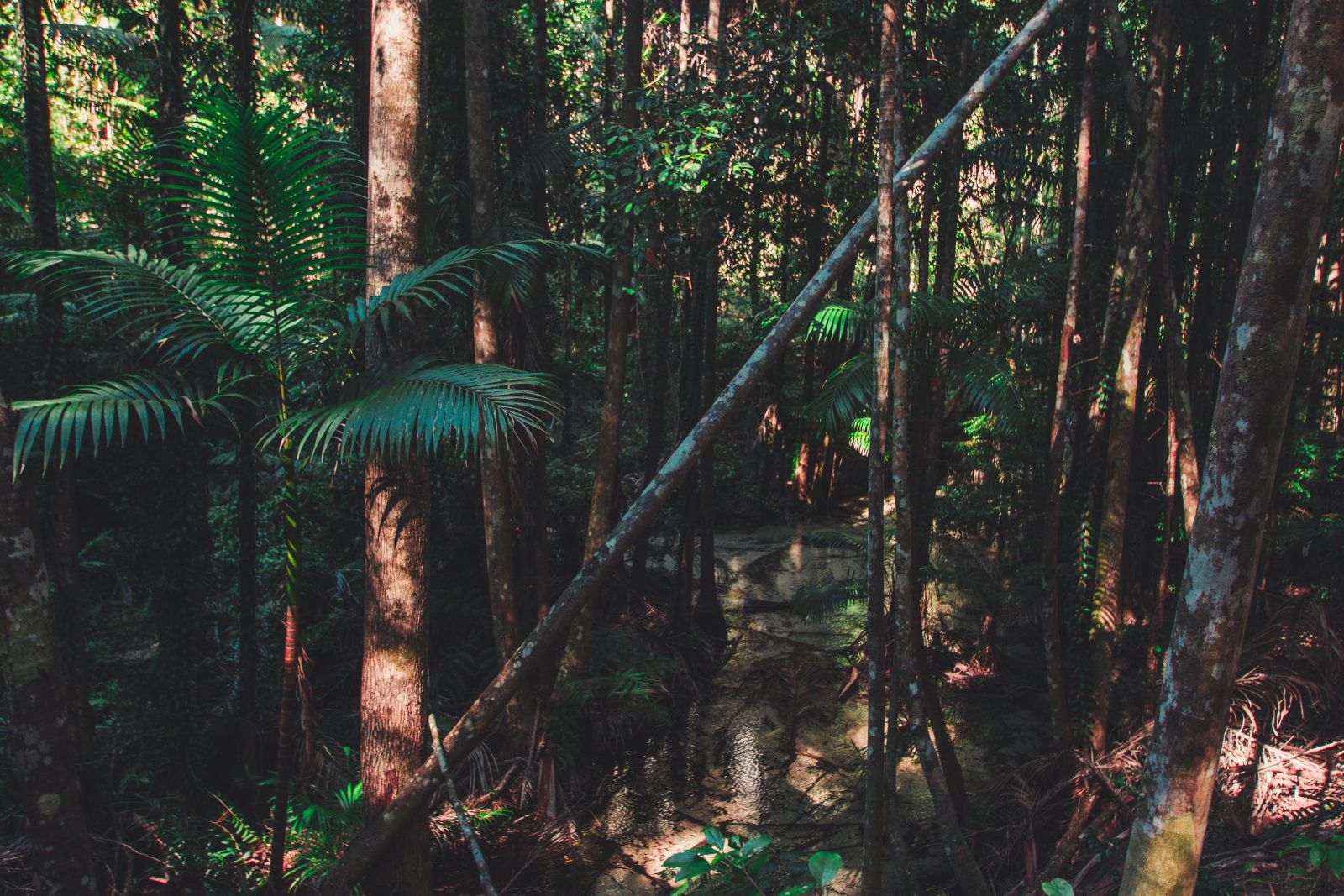 Rainforest