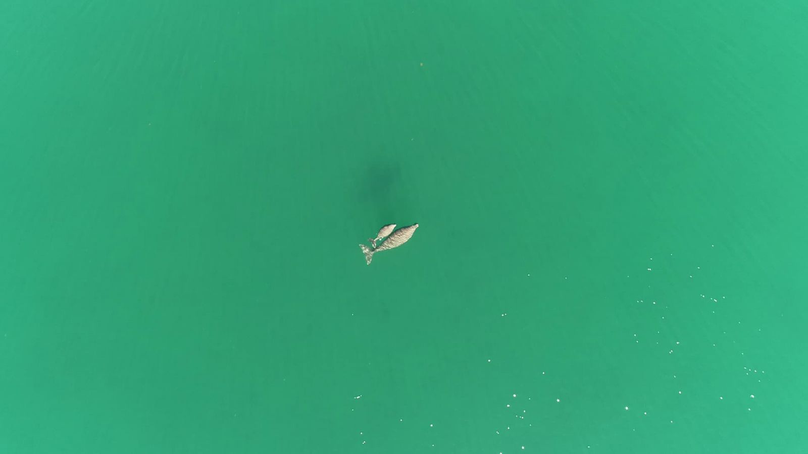 Dugong