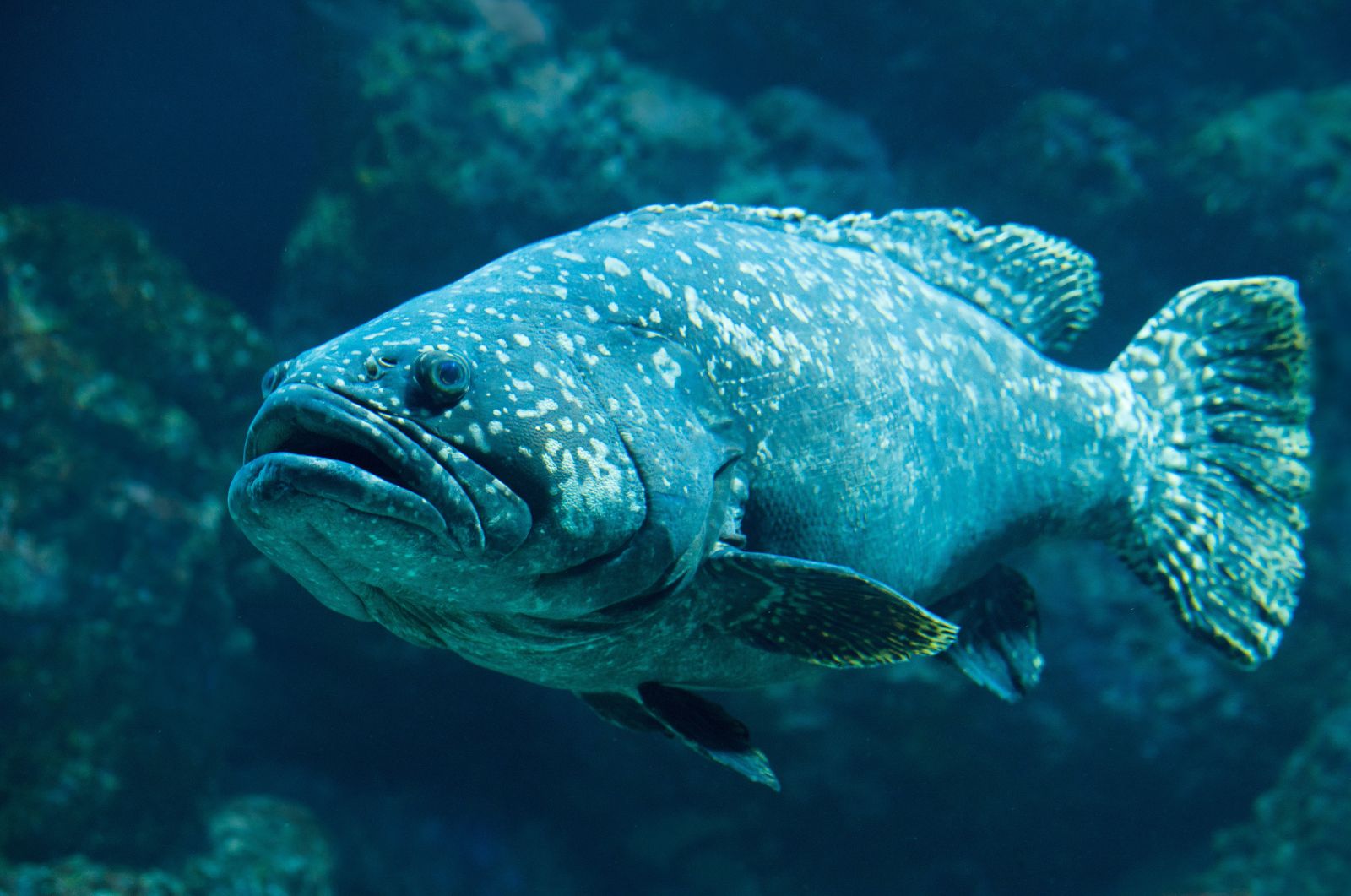 Grouper