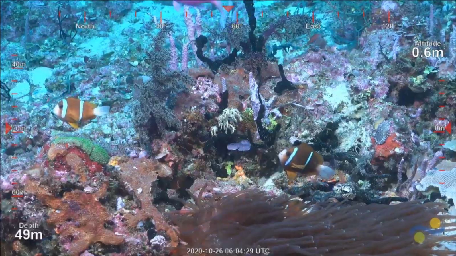 New reef