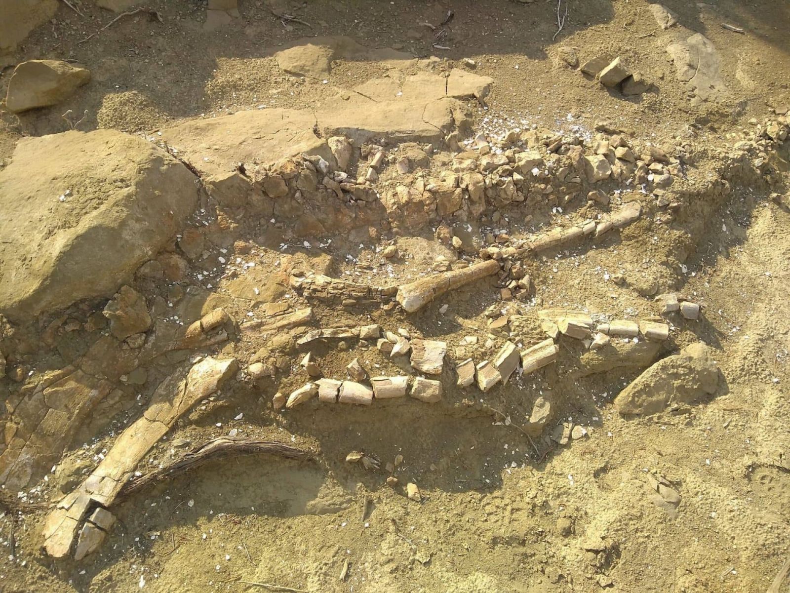 Fossil main alt text