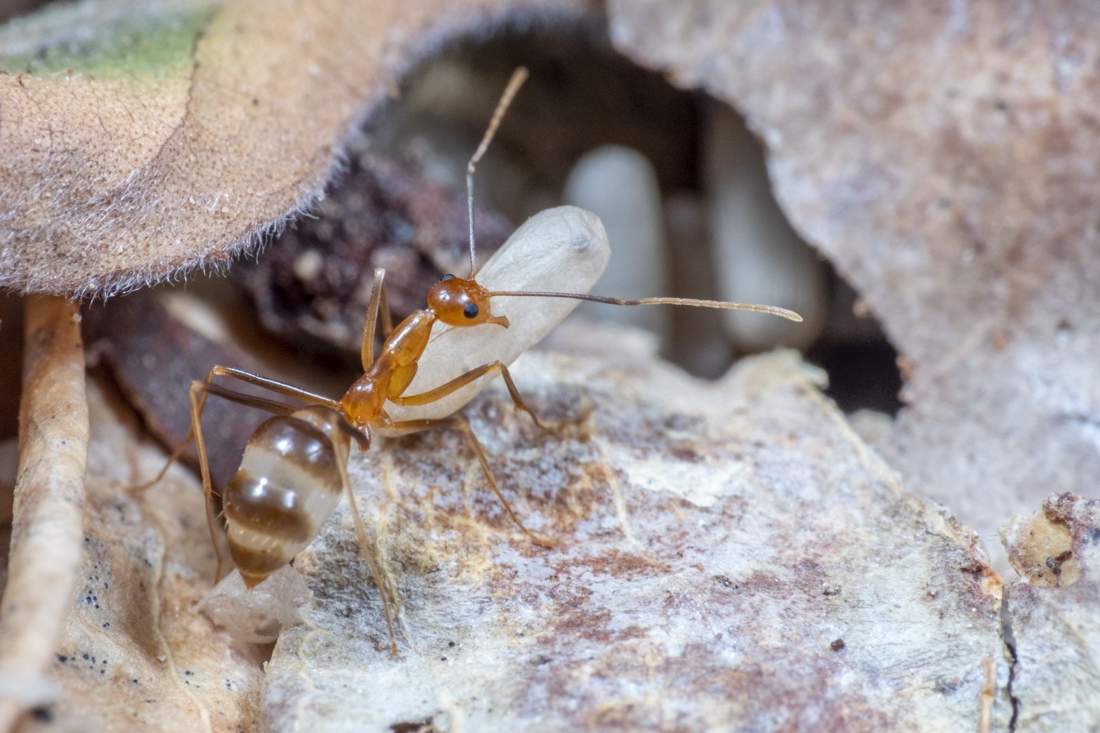 Ants