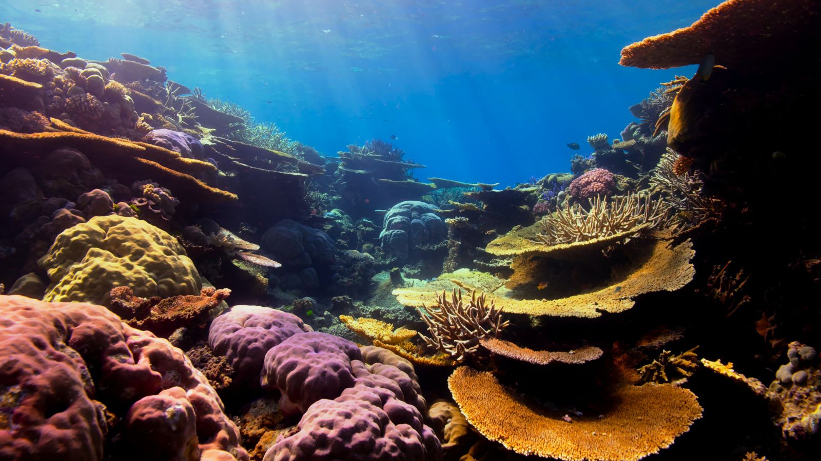 Coral
