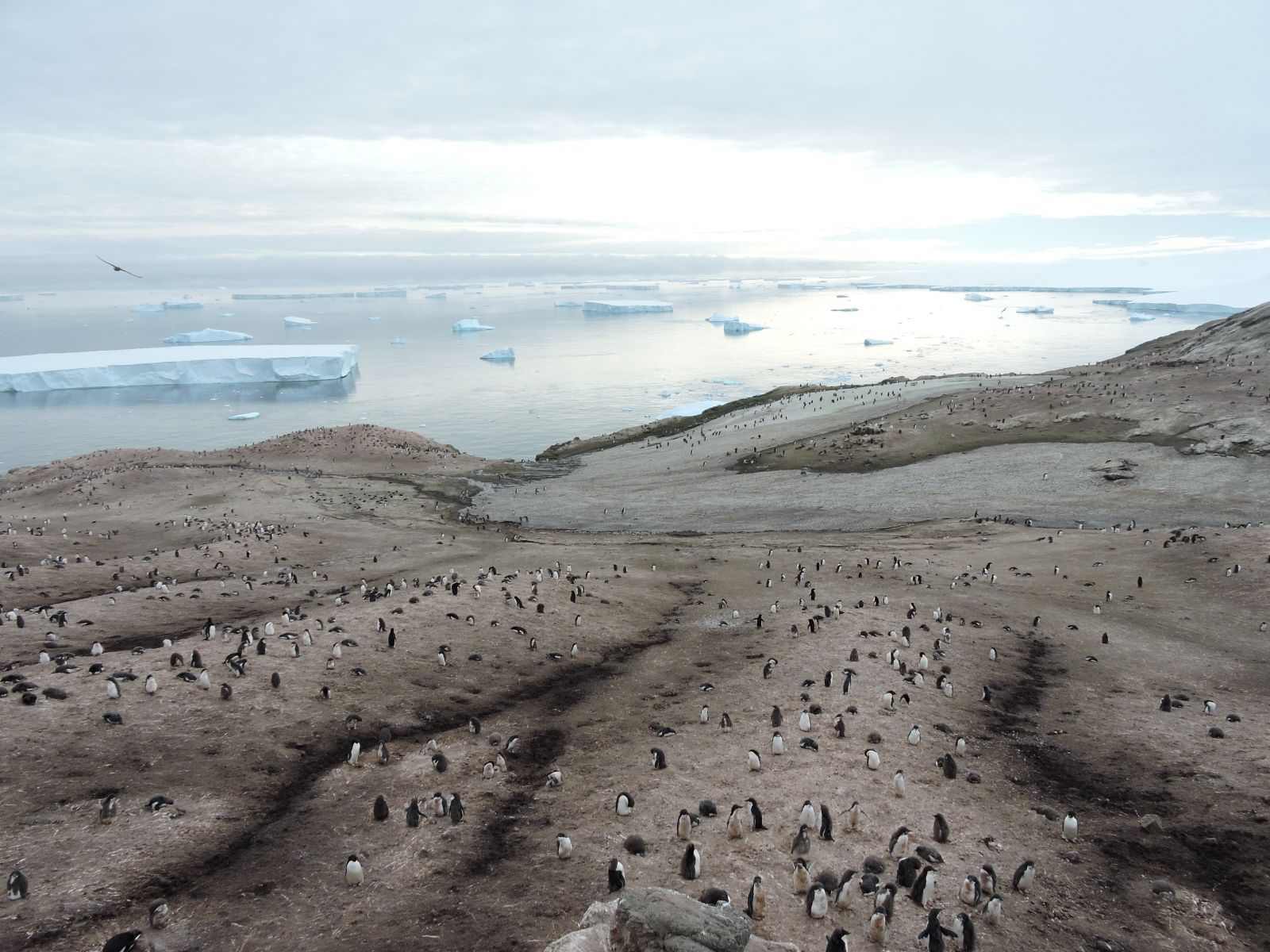 Antarctica