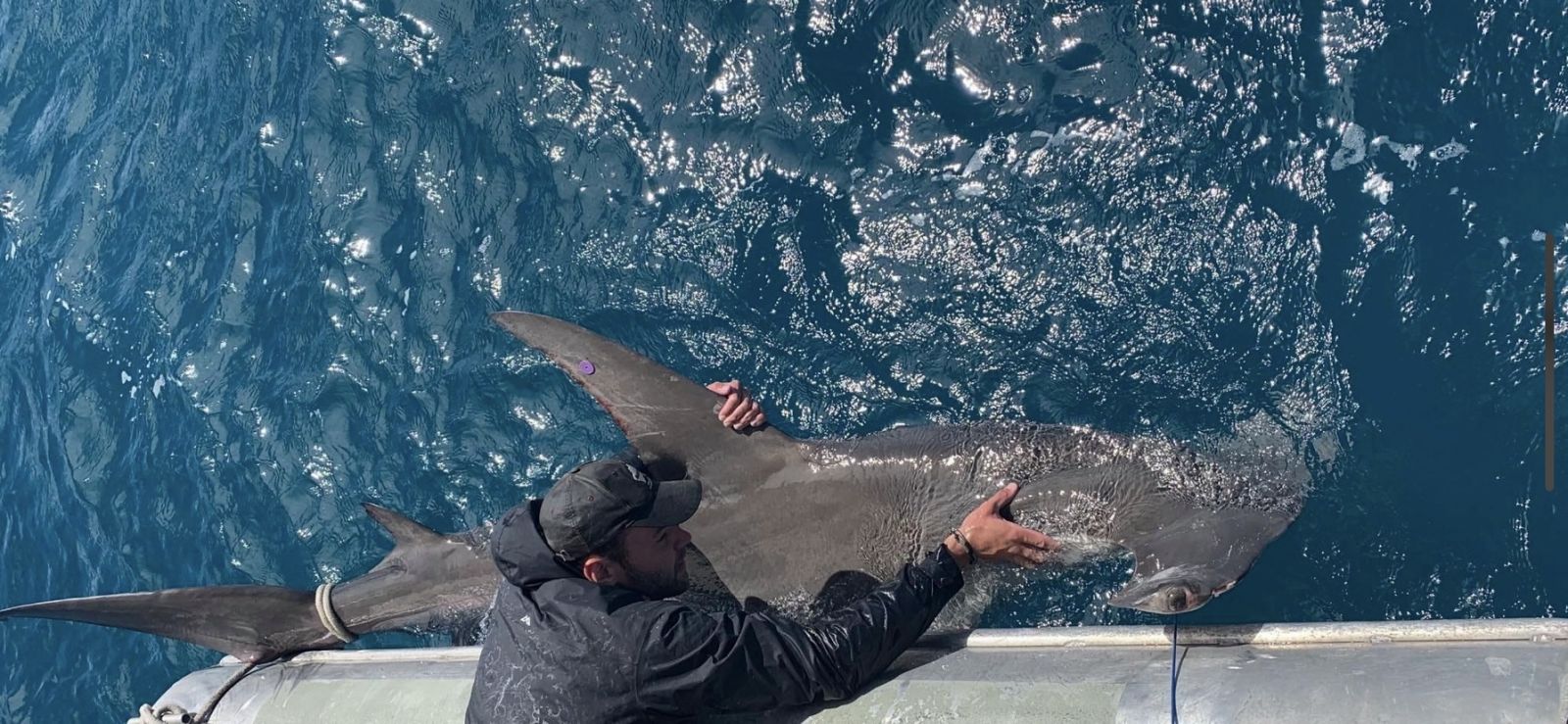 JCU PhD Candidate Nicolas Lubitz with a Great Hammerhead shark off Orpheus Island. PICTURE: Richard Fitzpatrick/Biopixel.