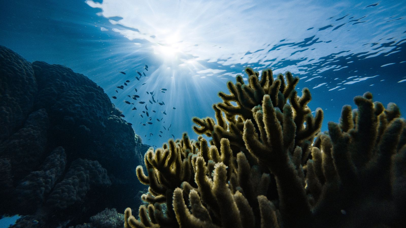 Micronesia coral