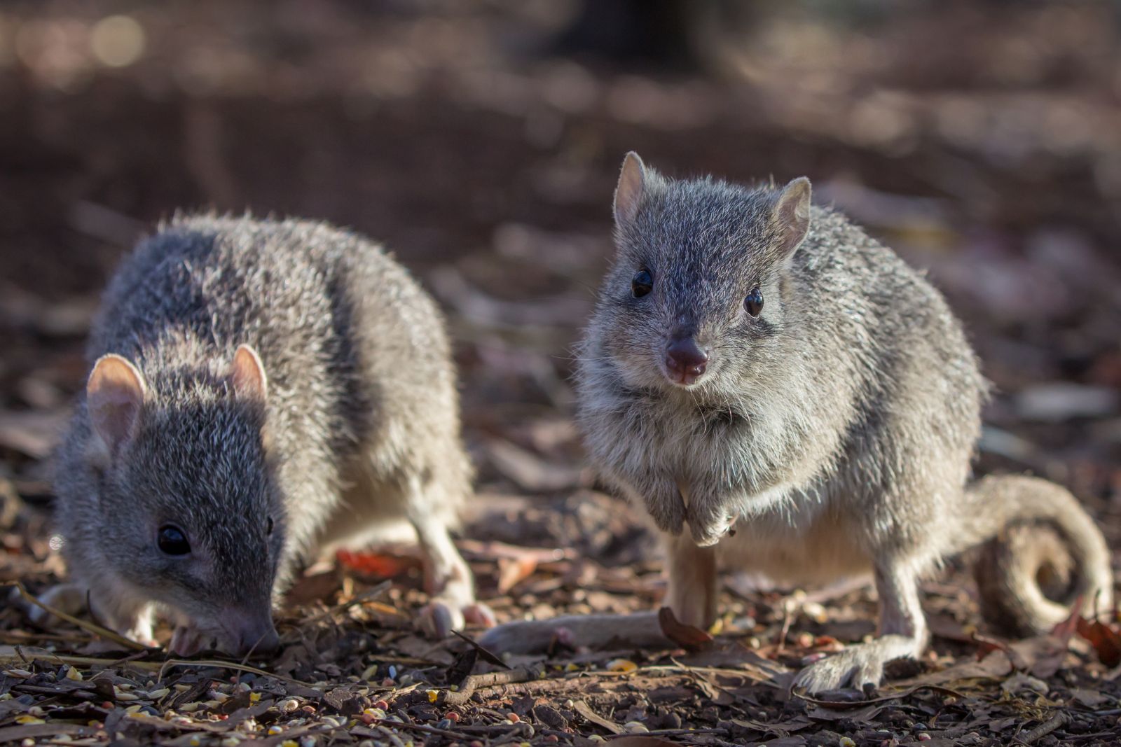 Bettong