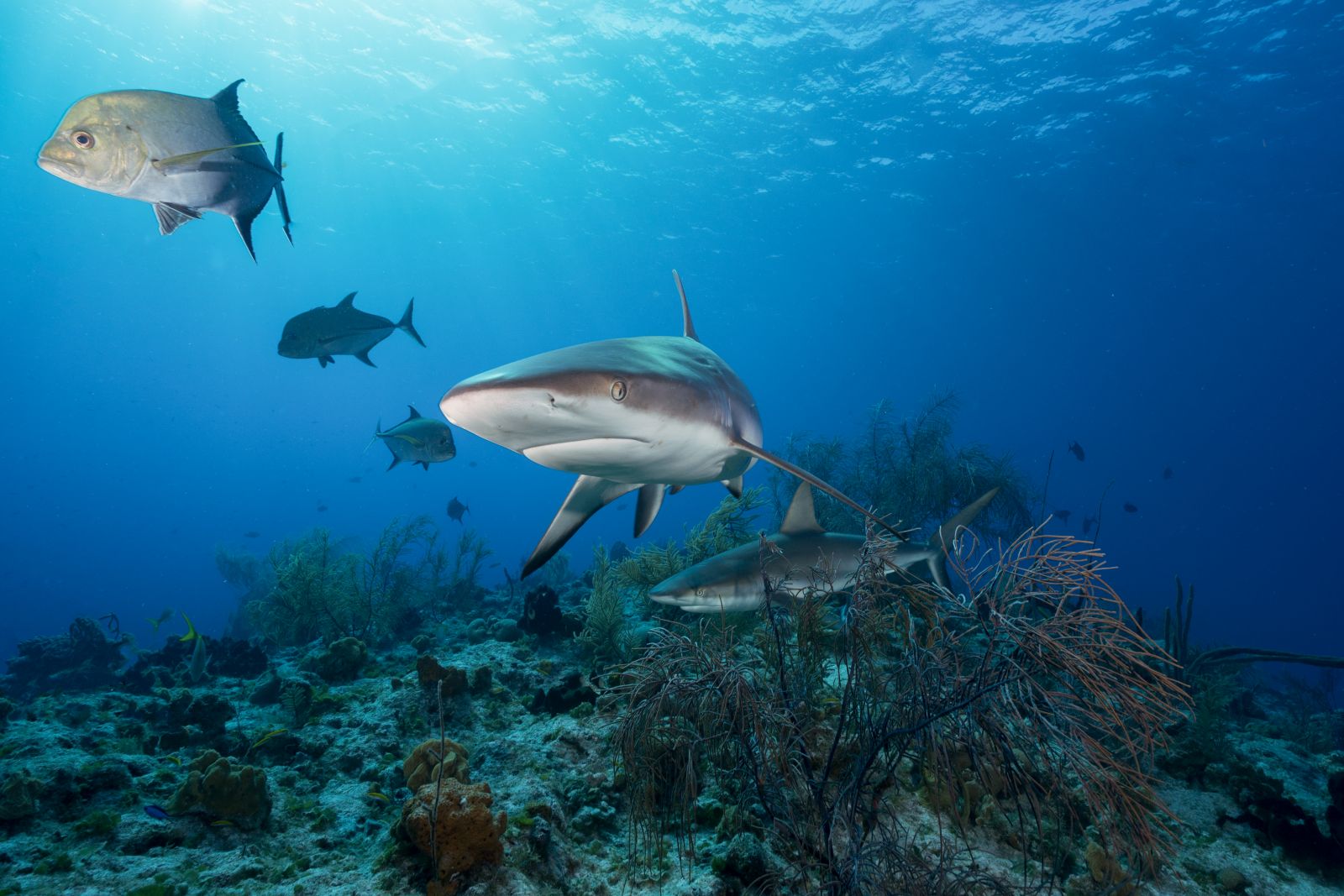 Sharks