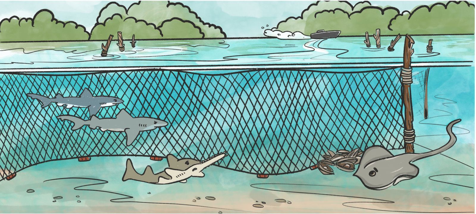 Sawfish