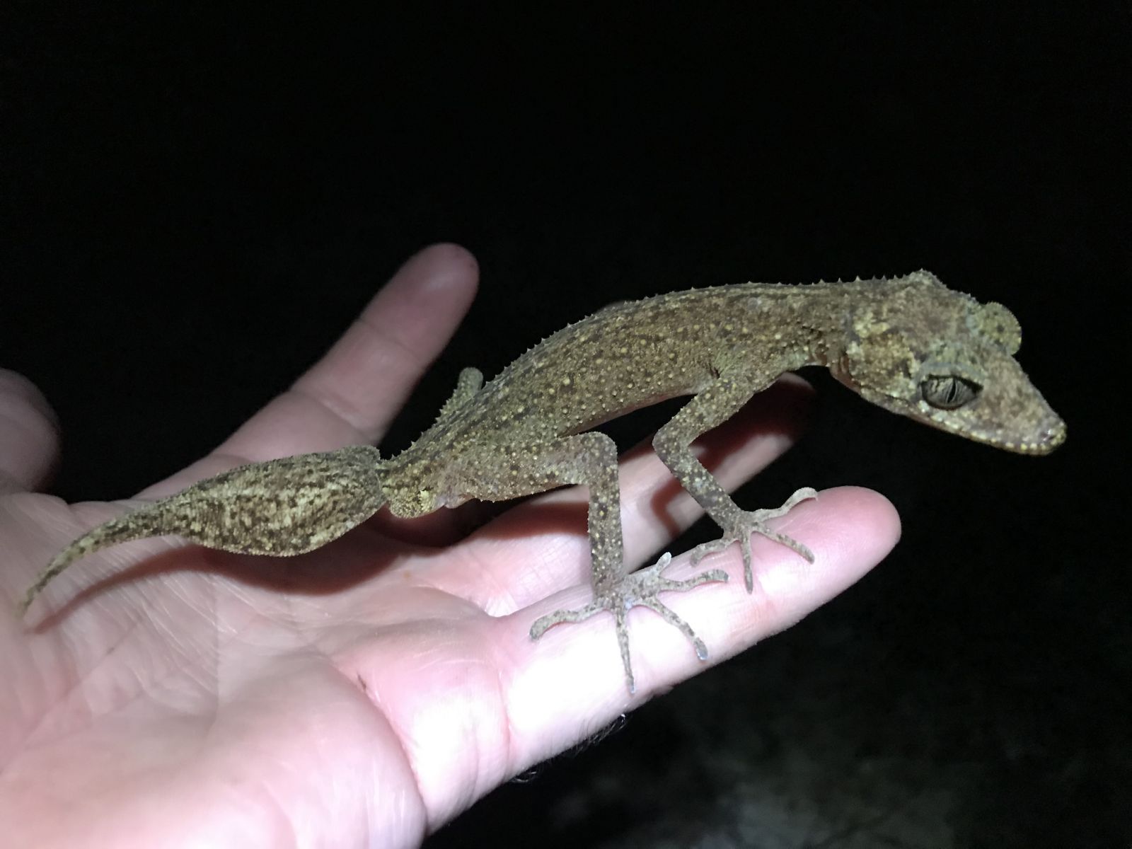 Gecko