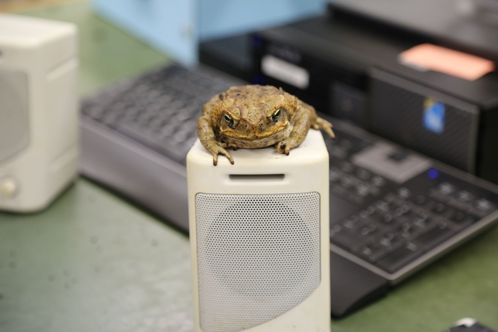Toad