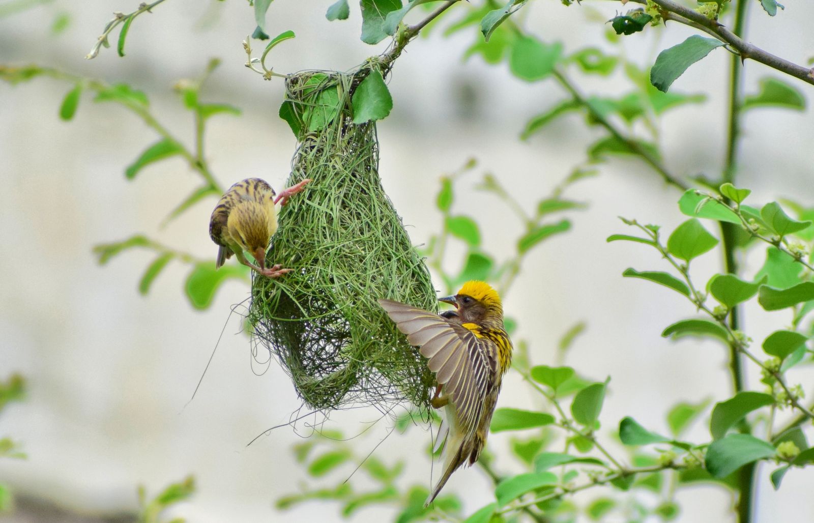Birds