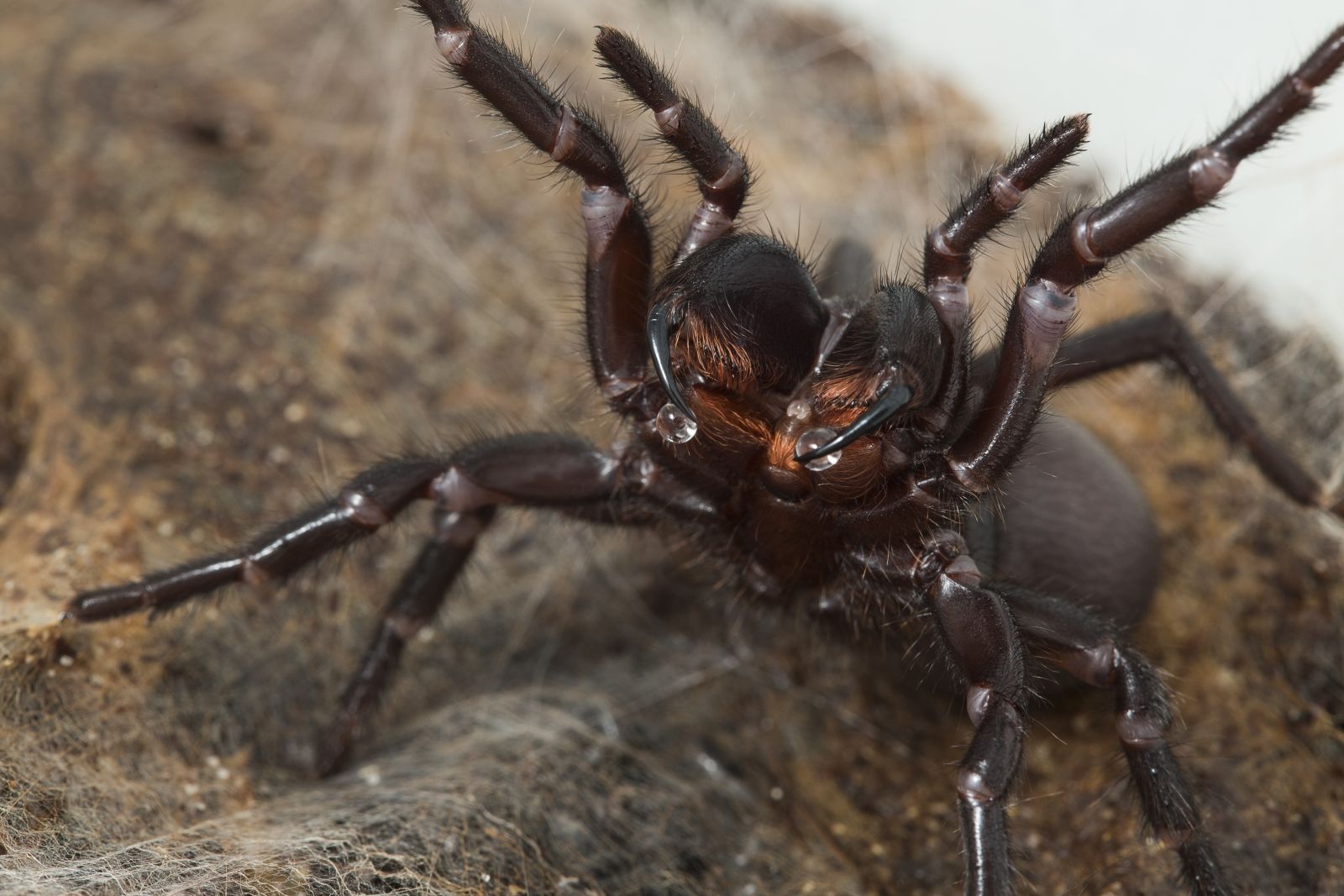 Funnel-web