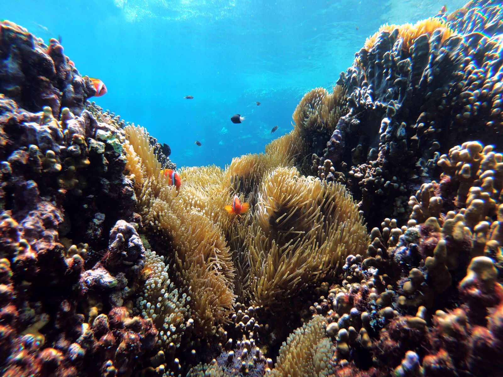 Coral reef