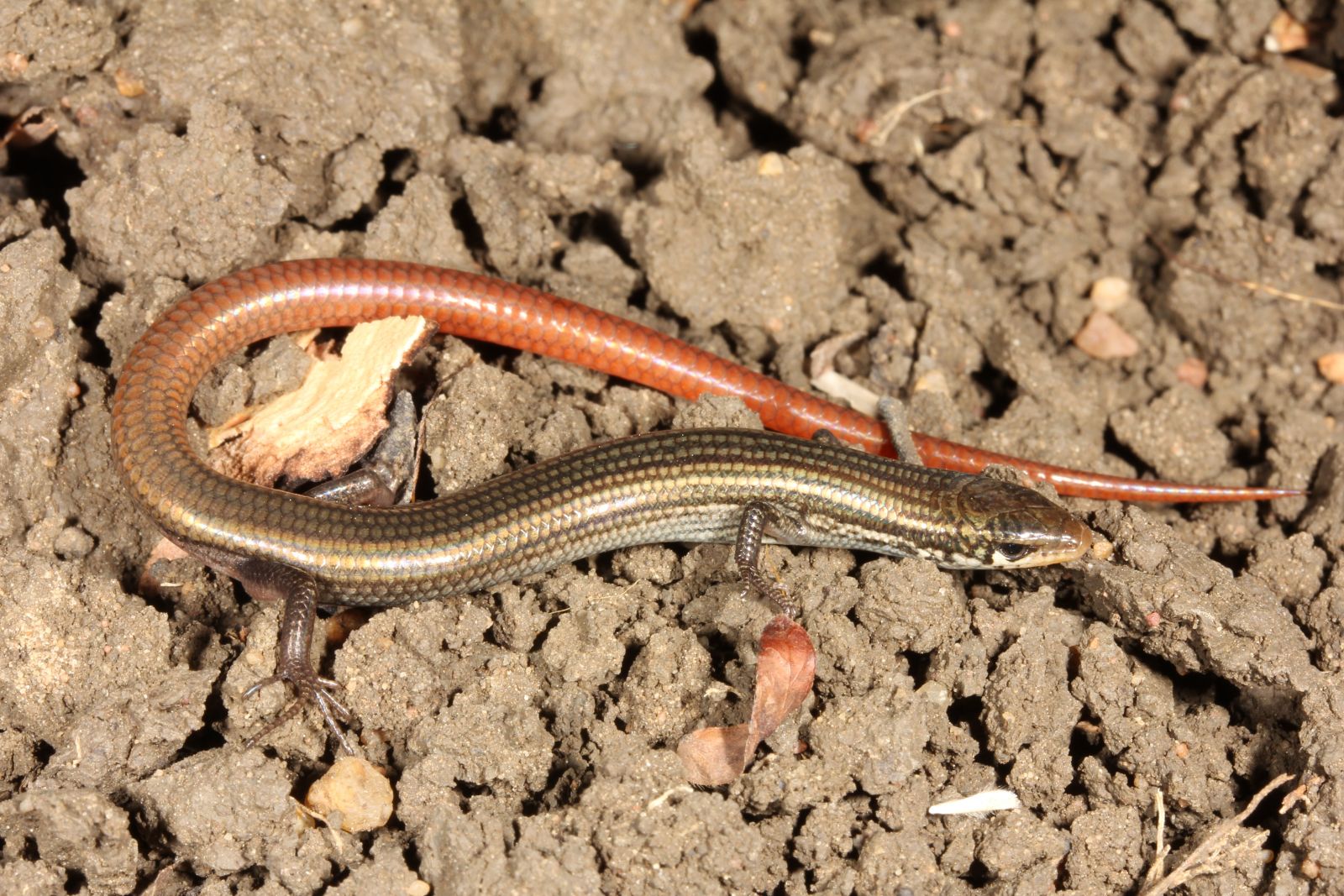 Skink