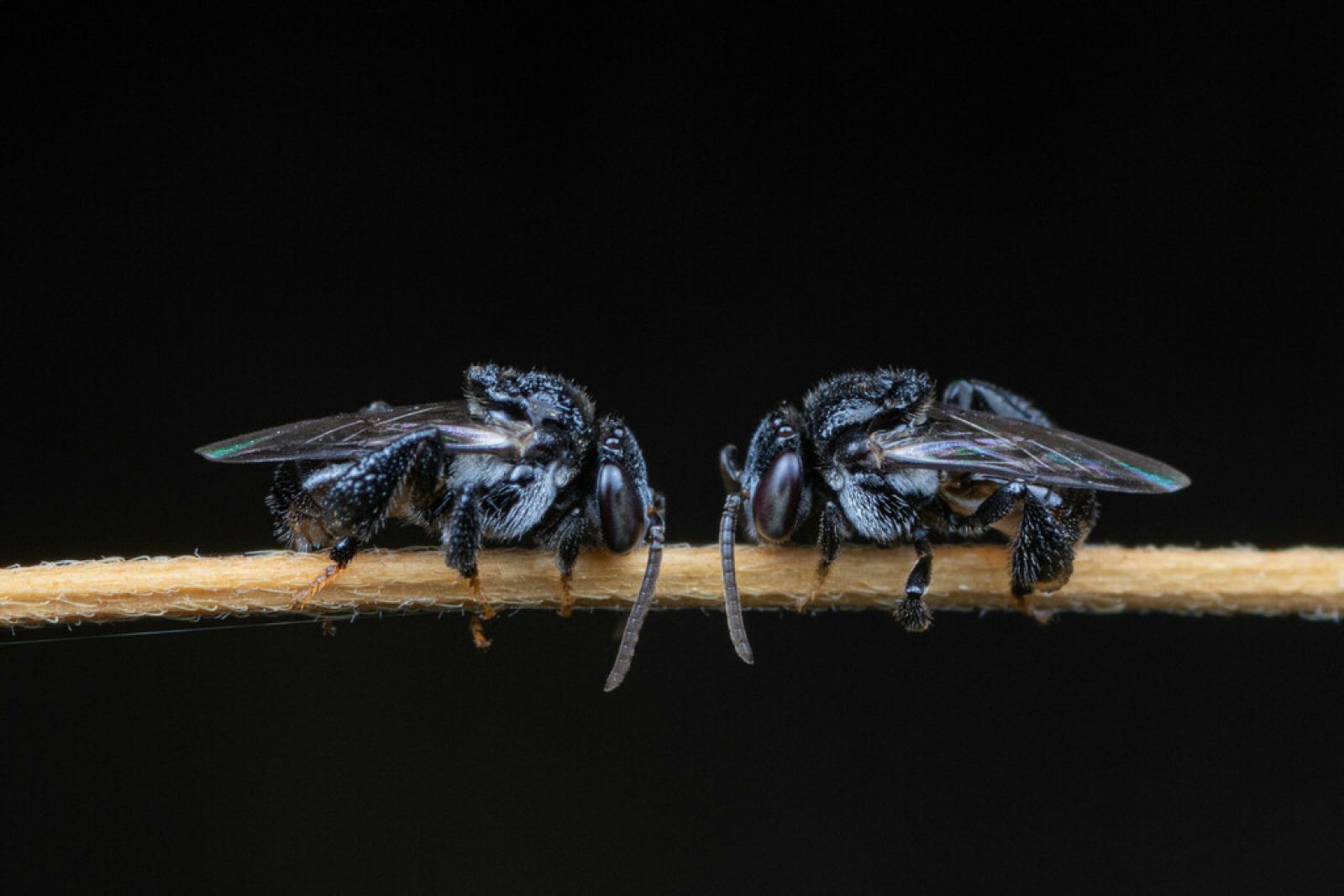 Bees