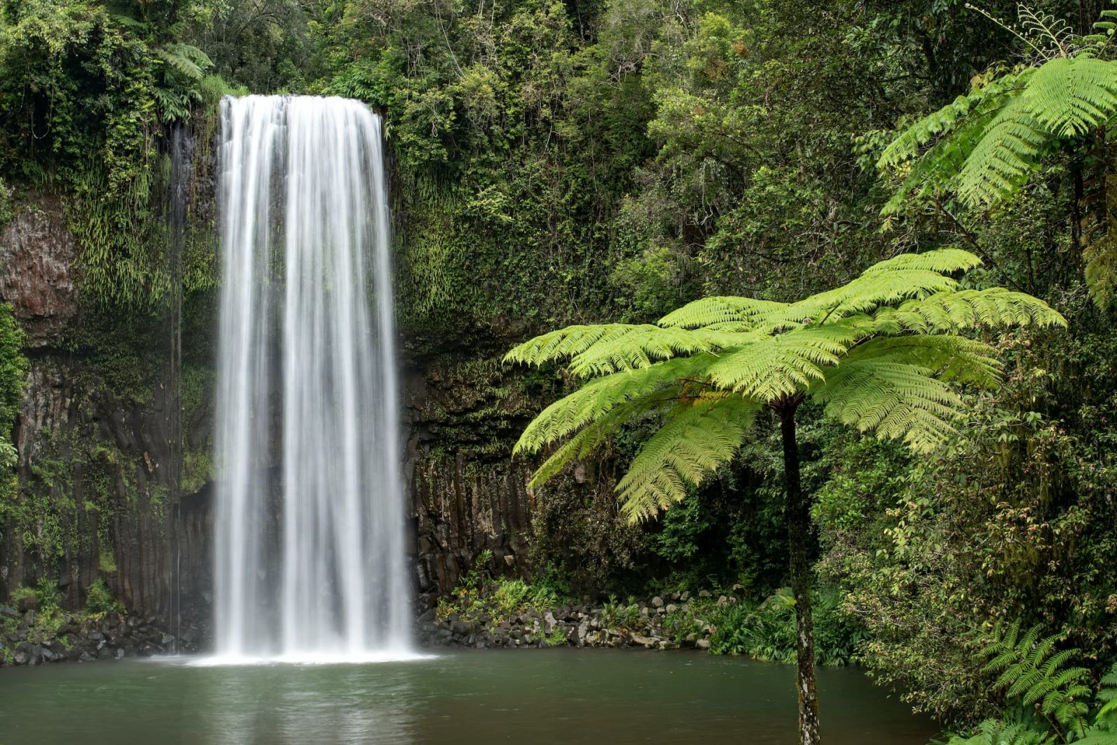 Rain forest