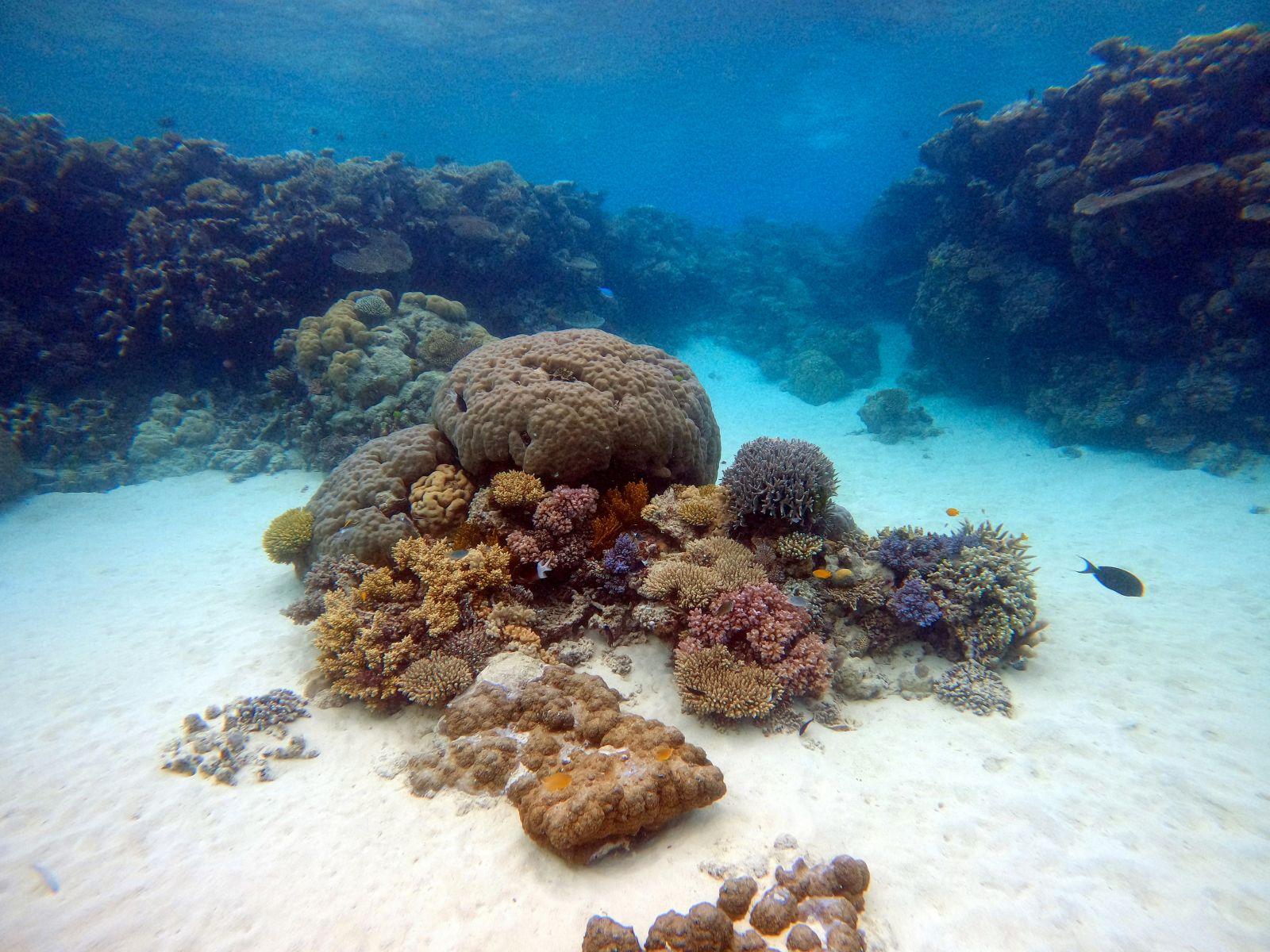 Reef