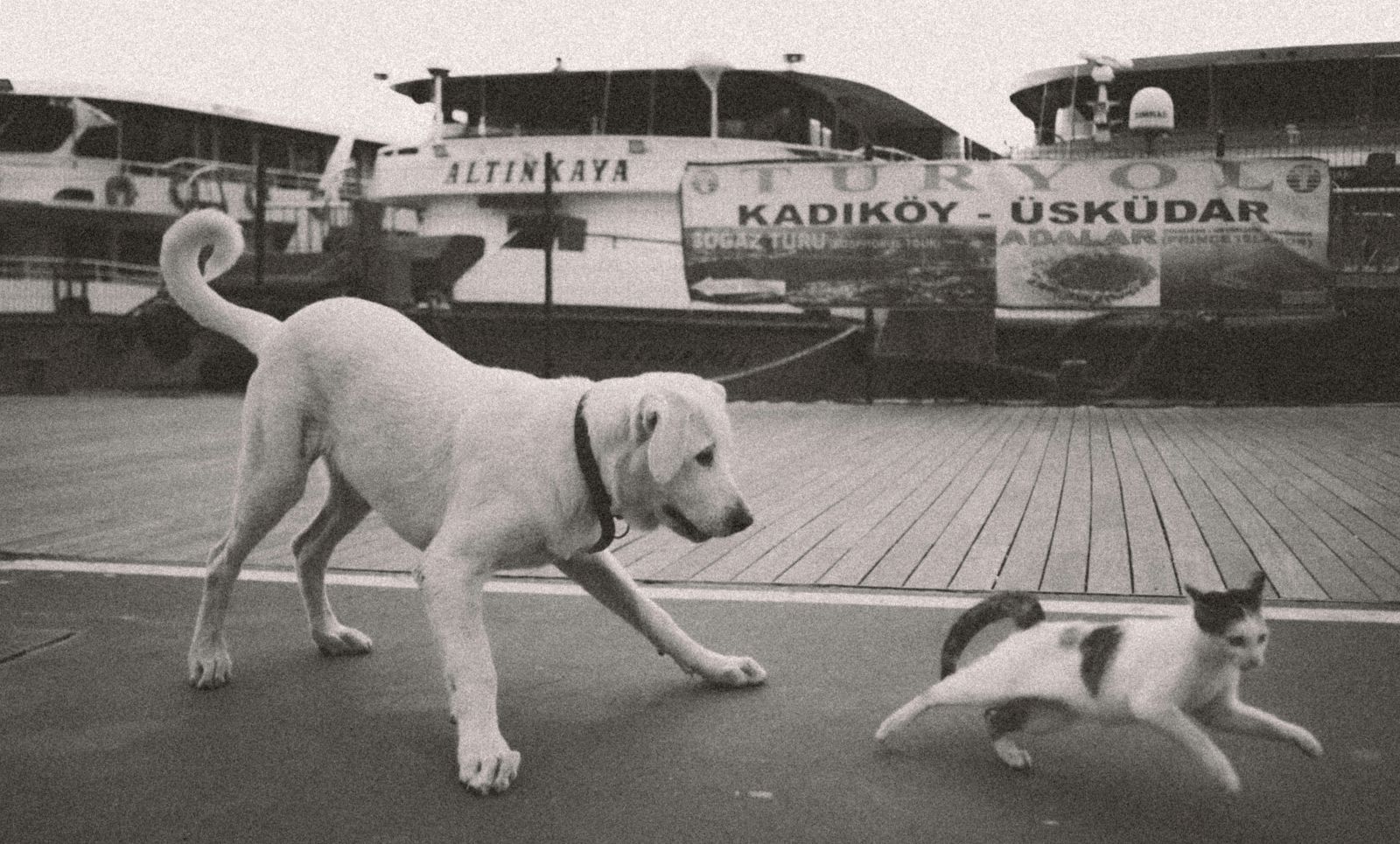 Dog and cat