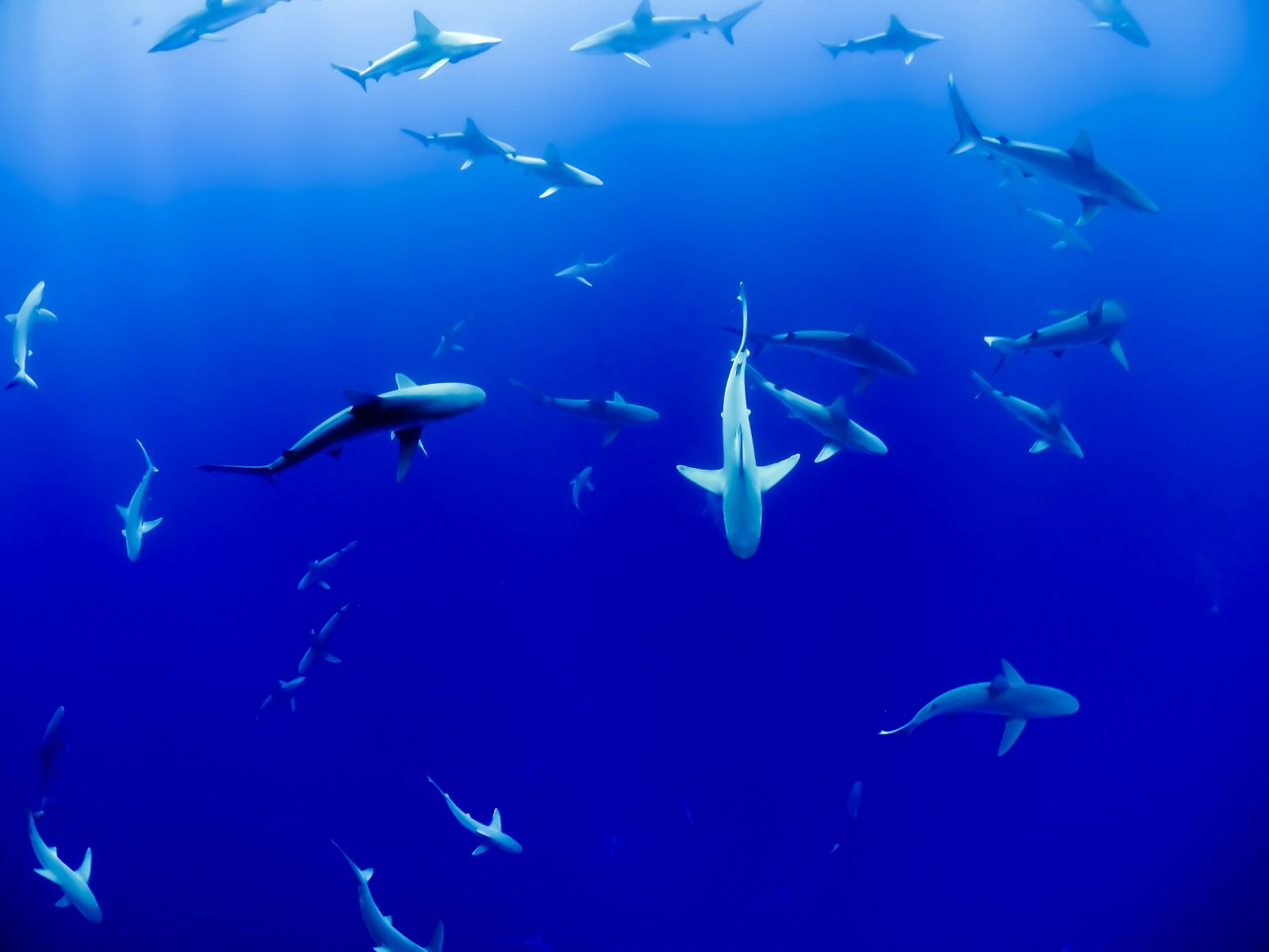 Sharks