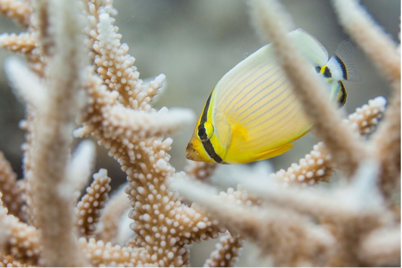 Image of fish swimming with coral