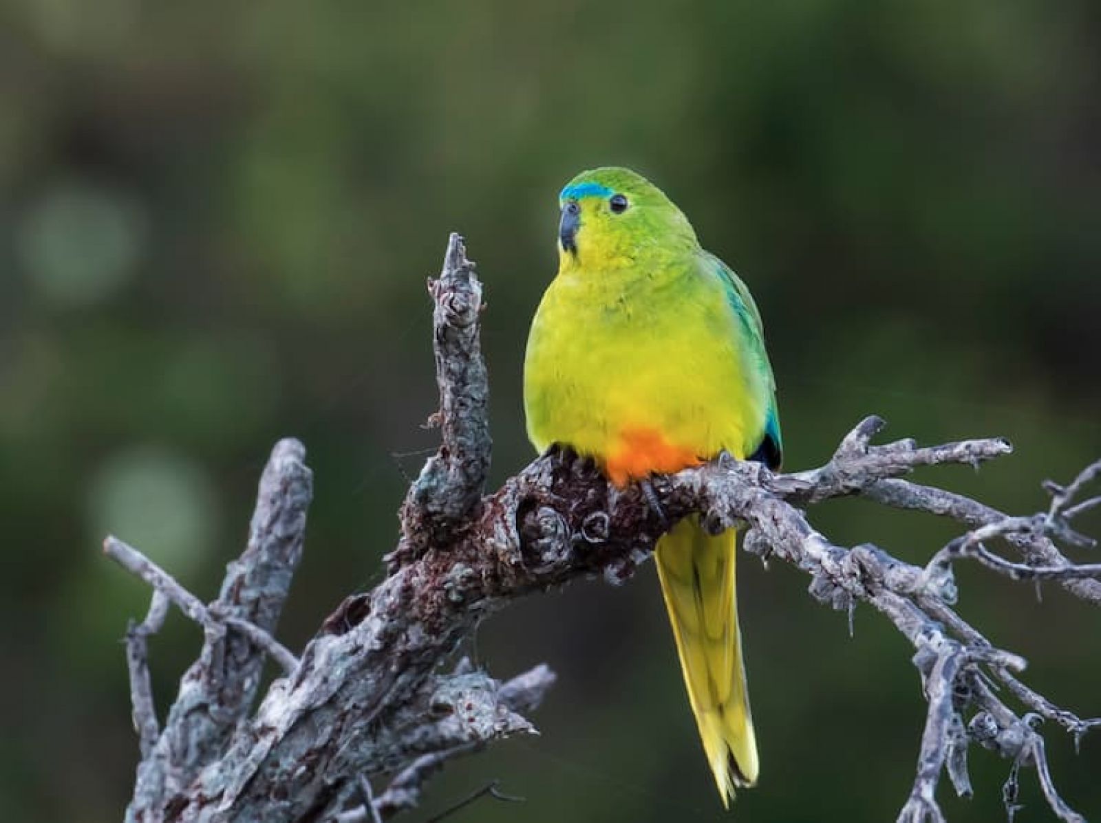 An orange-bellied parrot at Melaleuca Inlet in Tasmania