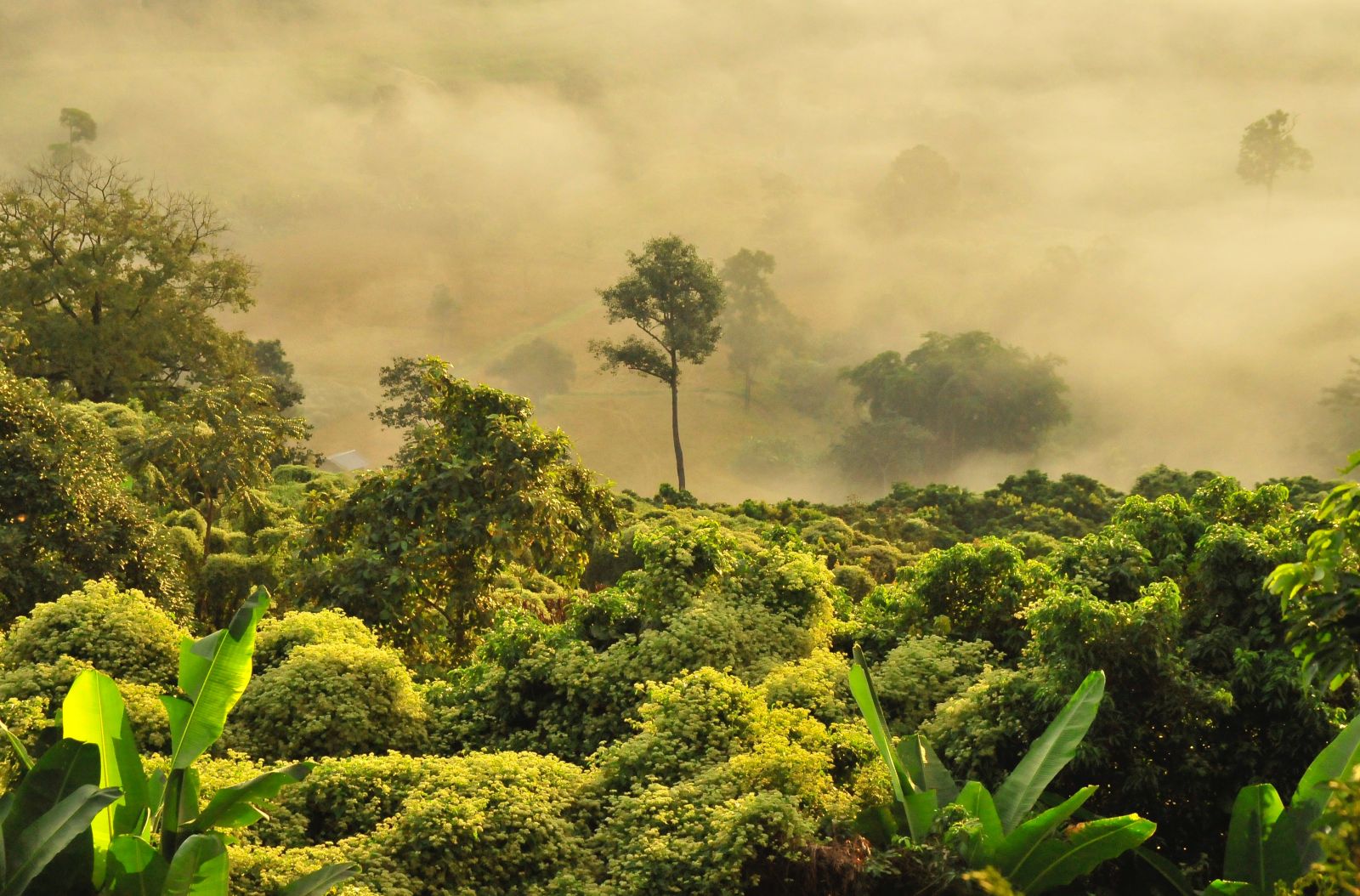 Forest