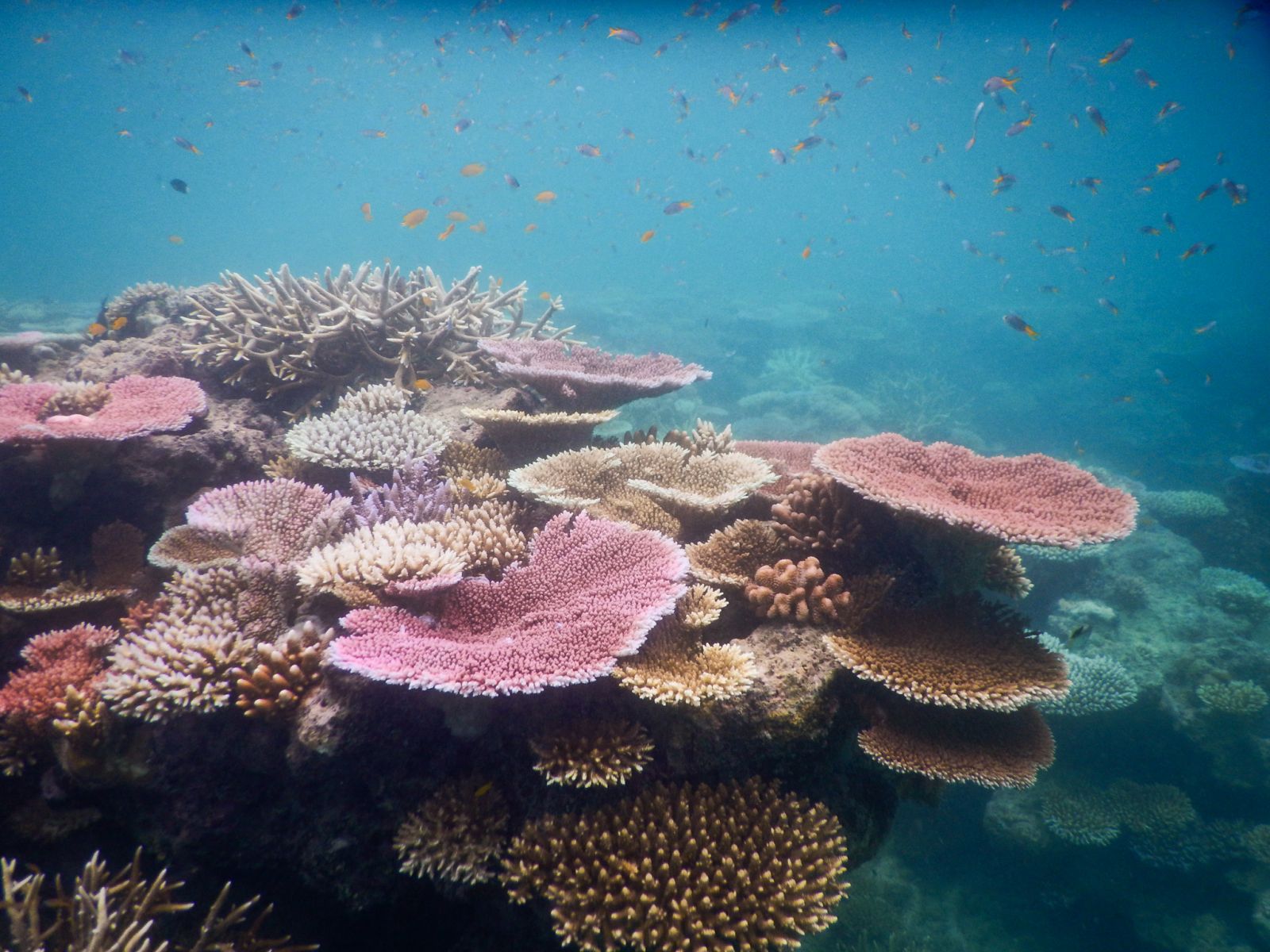 A photo of corals underwater.