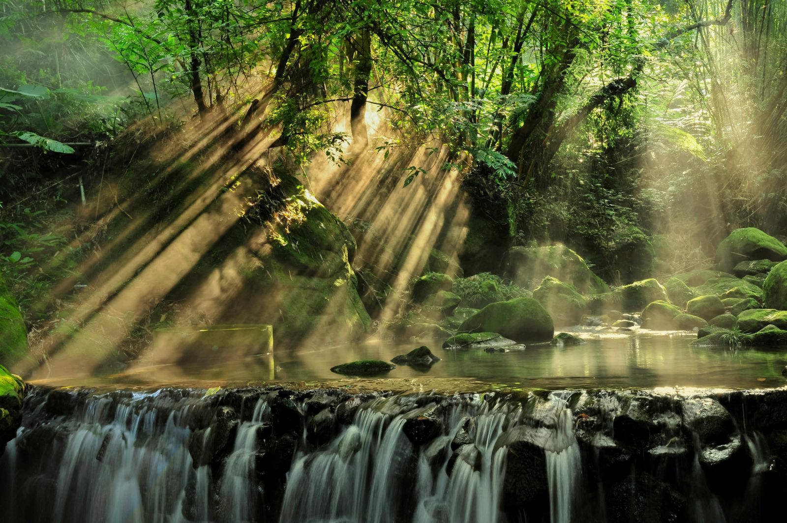 North Queensland rainforest