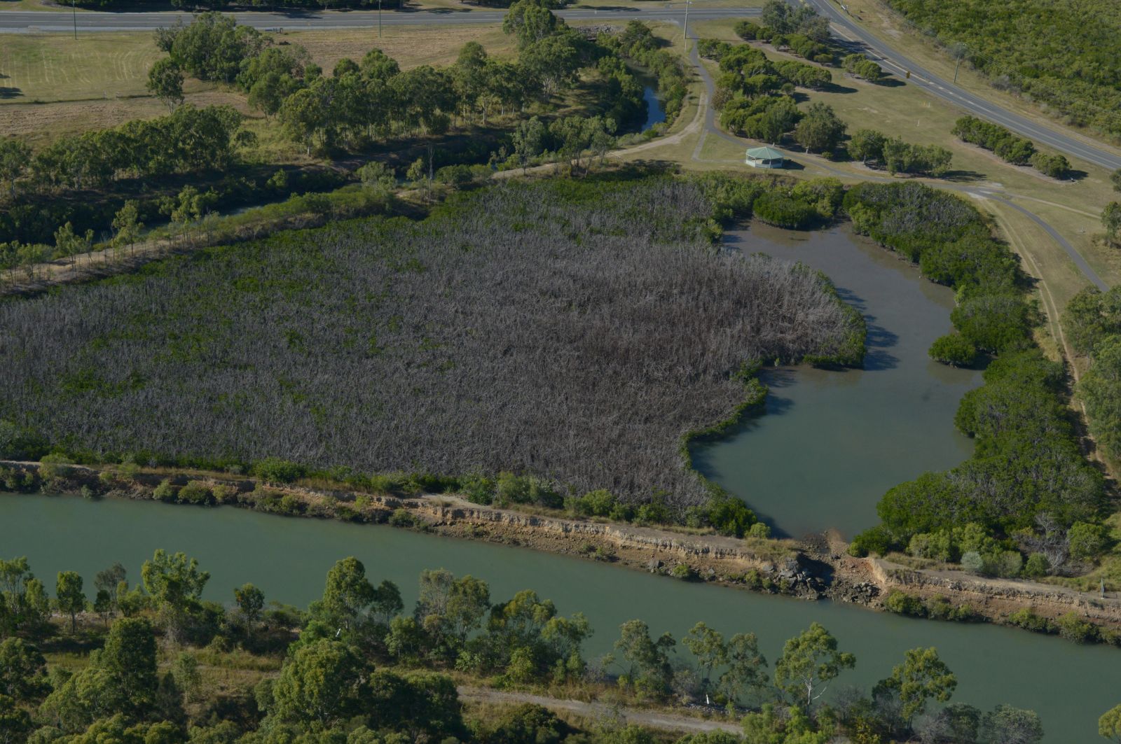 Mangroves