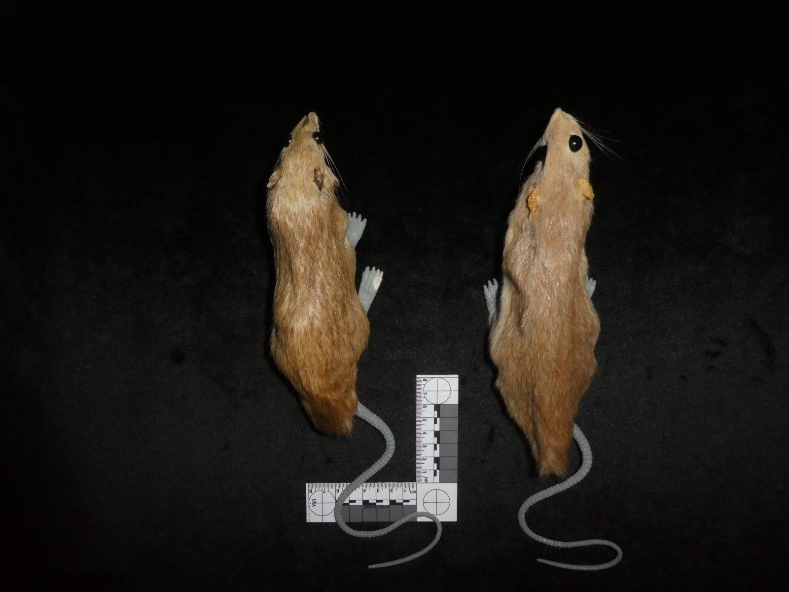 Rats