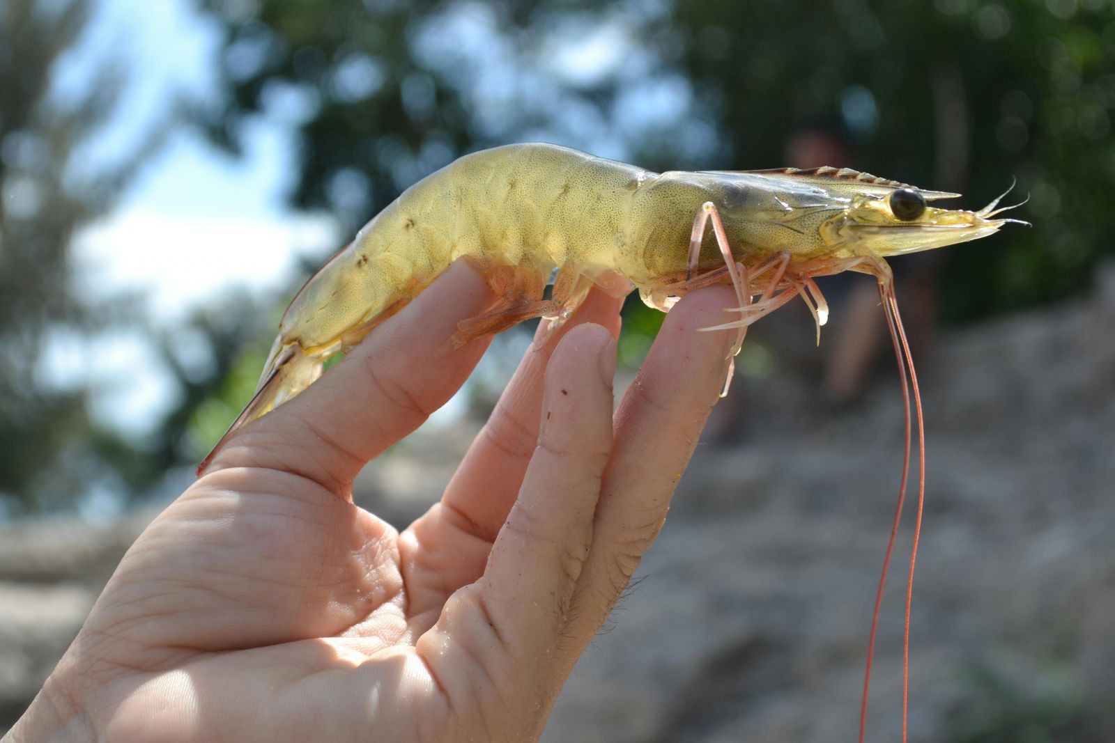 A person holding a prawn.