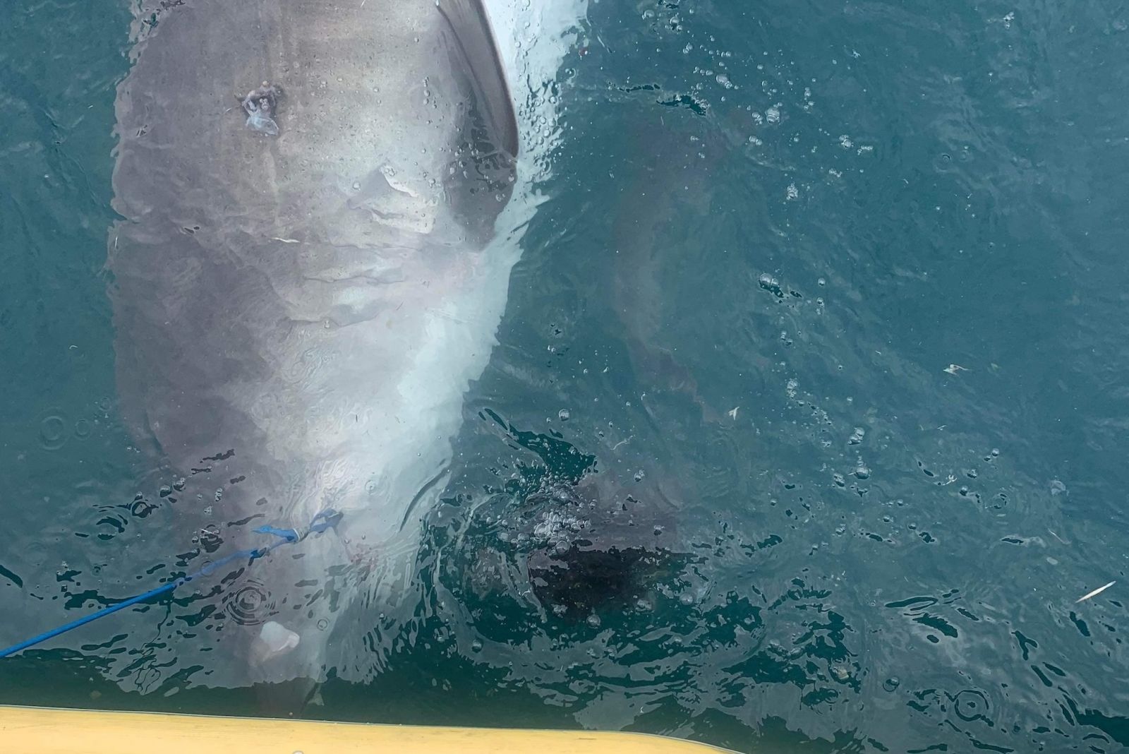 A Tiger shark not long after it regurgitated an echidna off the coast of Orpheus Island in May 2022. PICTURE: Nic Lubitz