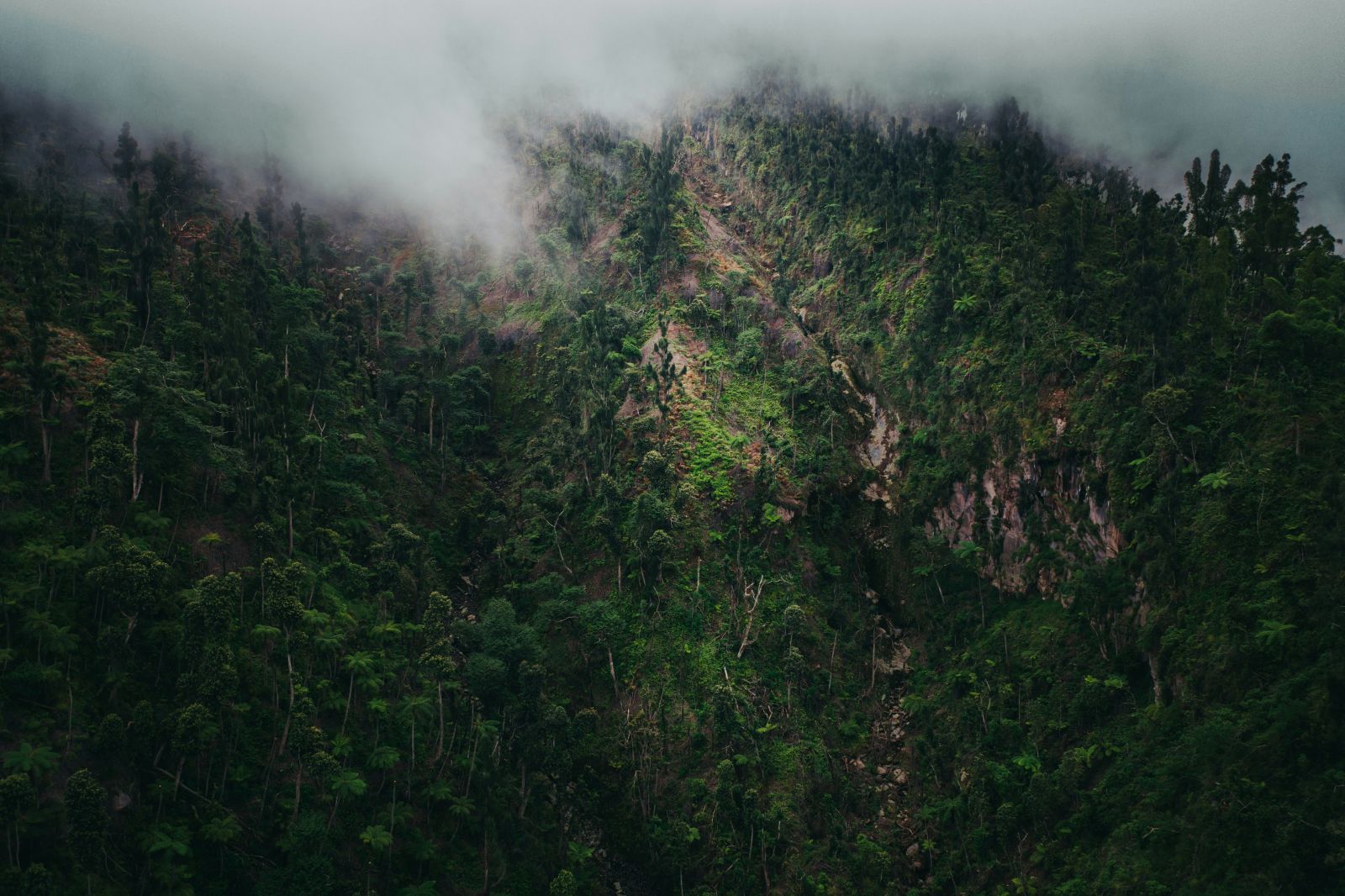 Rainforest
