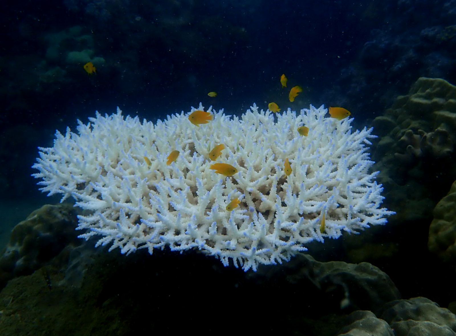 Bleached Acropora coral with lemon damsel fish.jpg