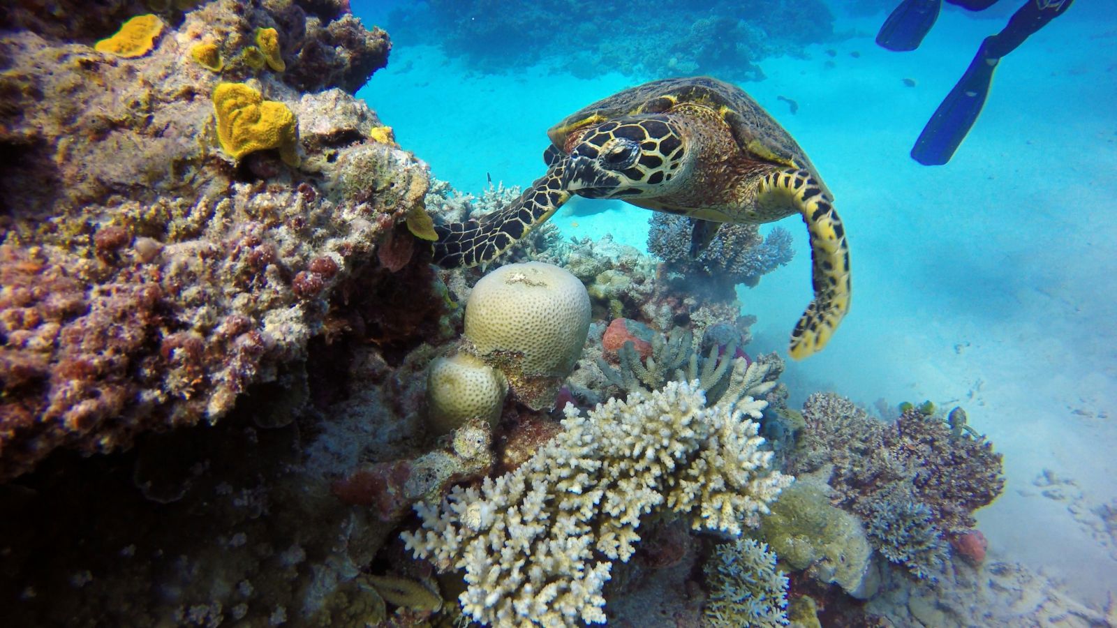 Reef