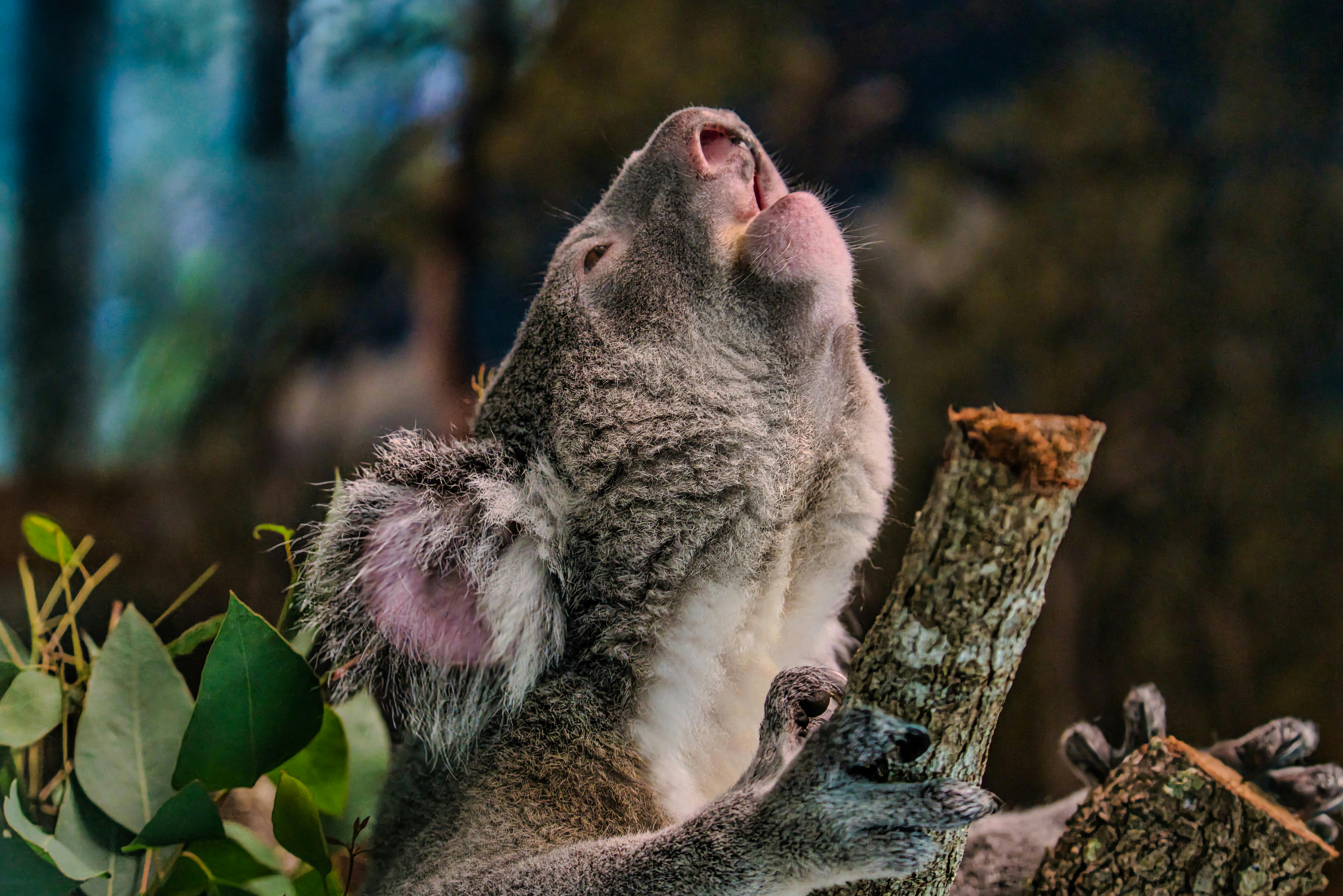 Photo of a koala