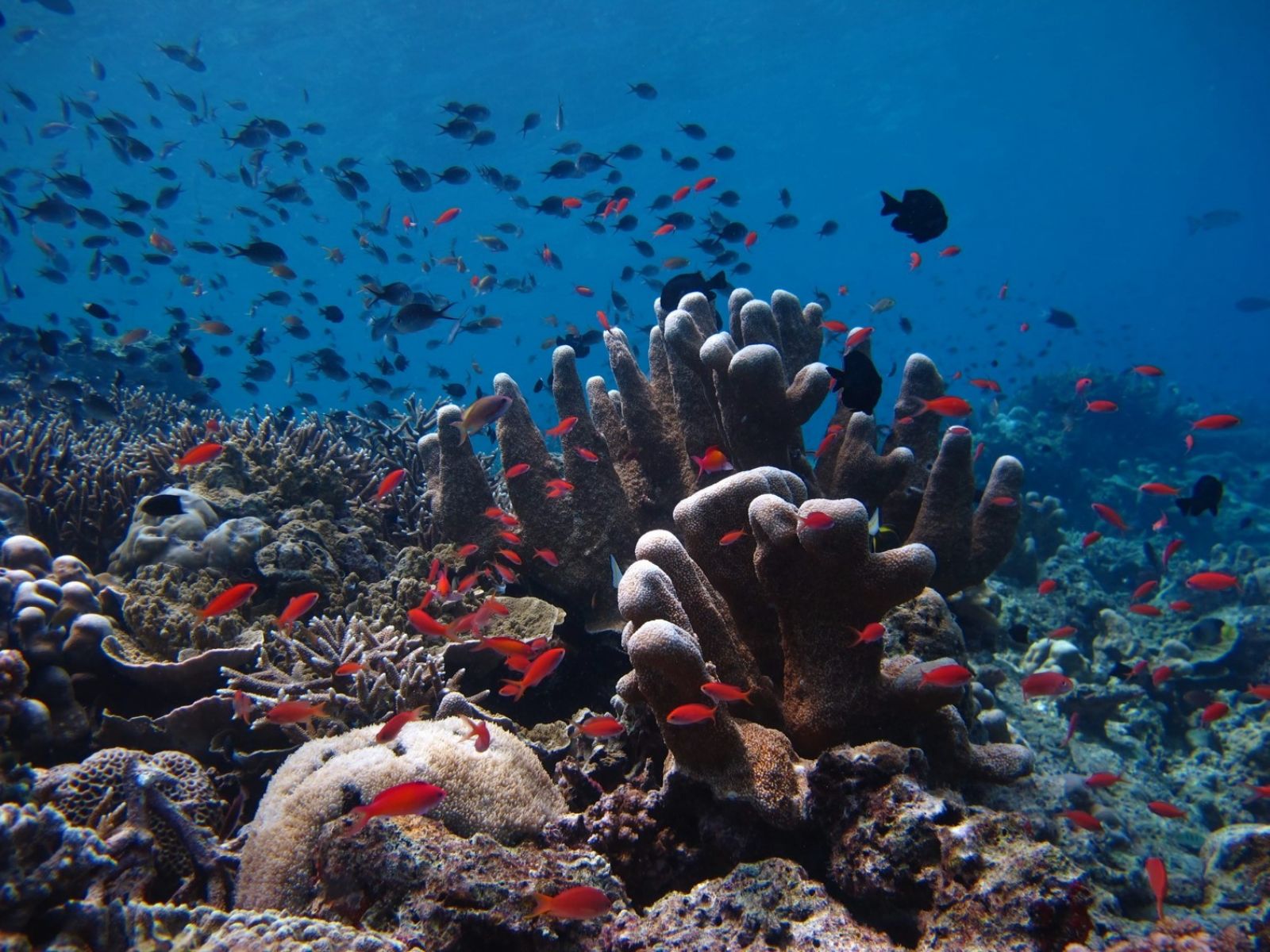 Coral reef restoration is the active process of aiding the recovery and rehabilitation of damaged or degraded reefs.