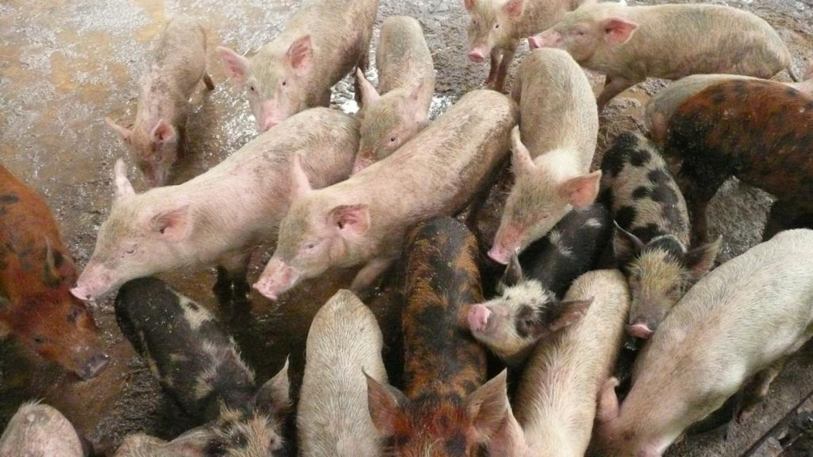 A photo of pigs in a sty.