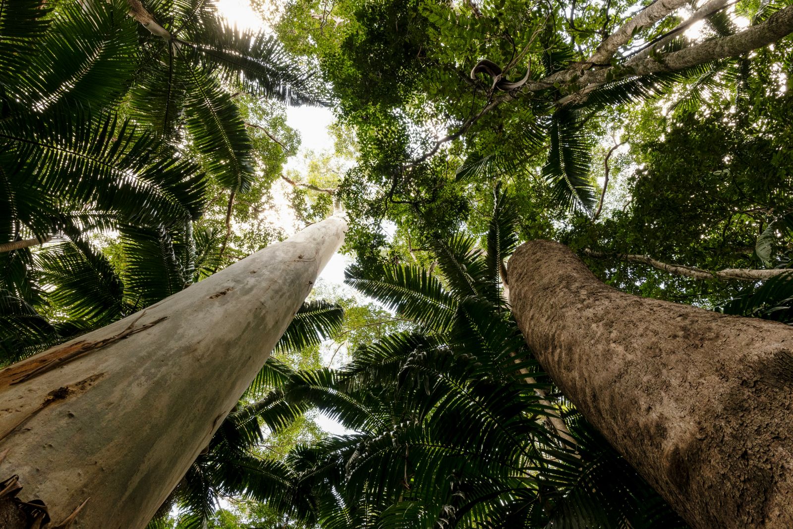 Tropical forest