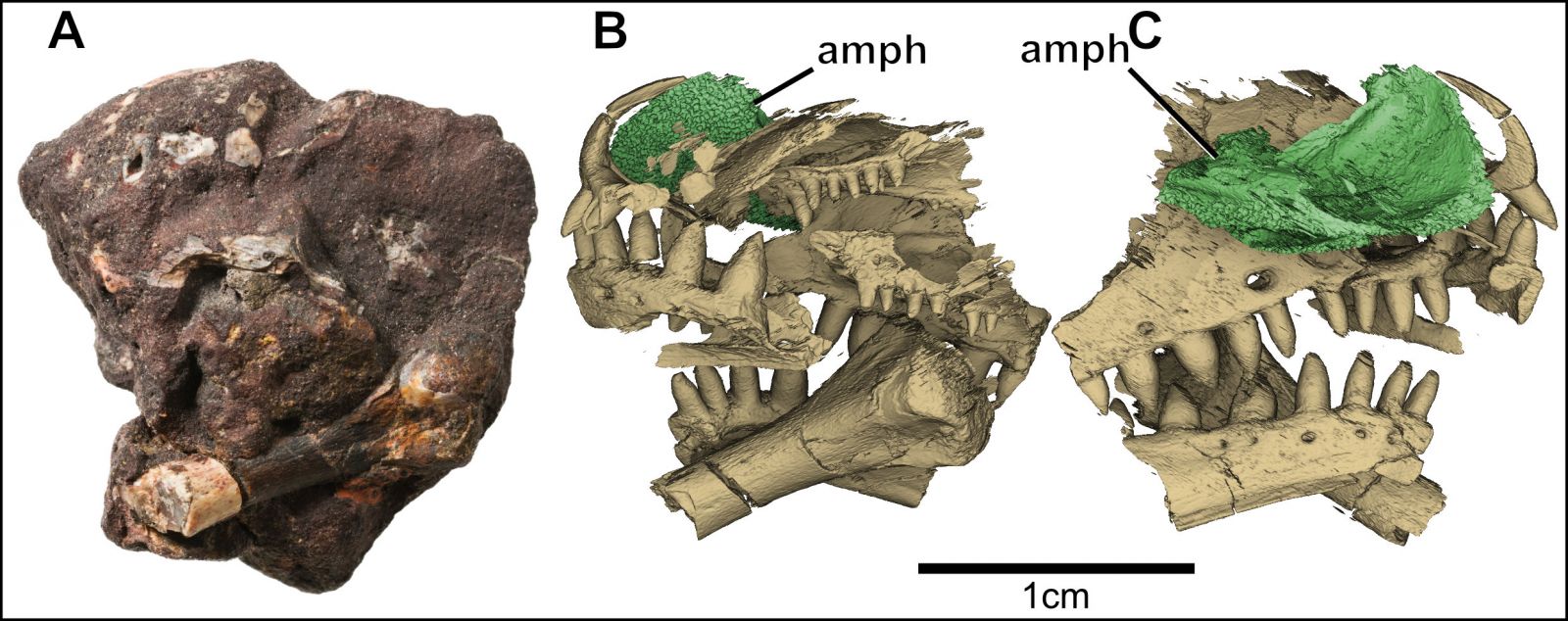 Fossil