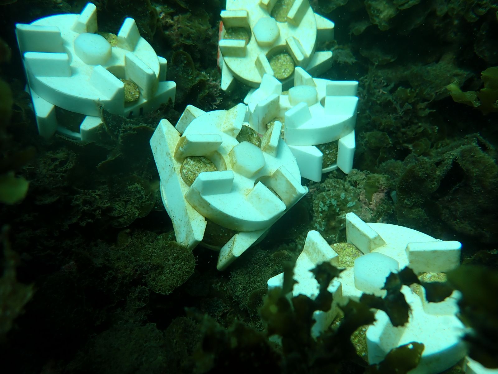 Coral pods