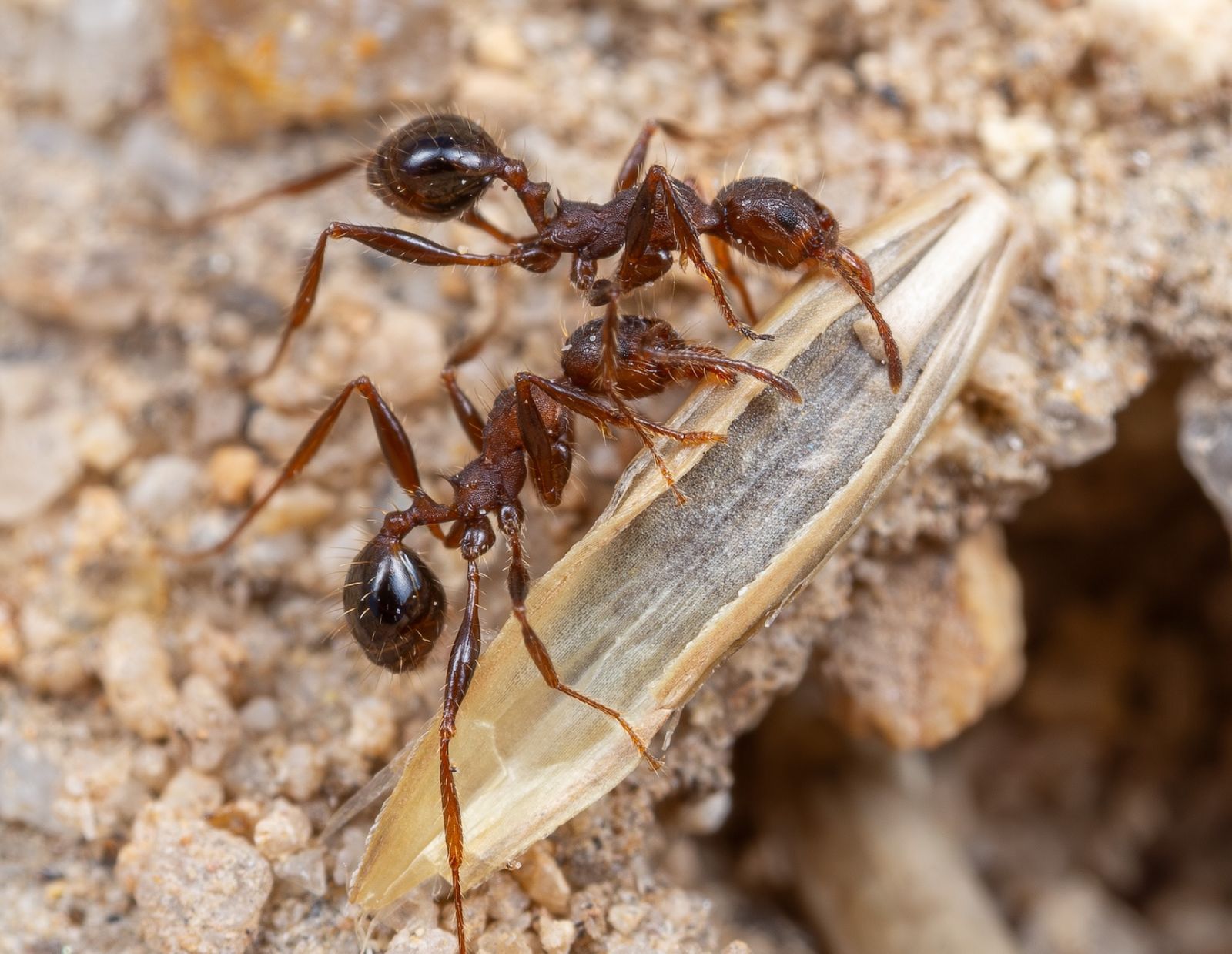 Native Australian ants (Pheidole hartmeyeri) returning to their nest after harvesting seeds of a common weed species, annual ryegrass (Lolium rigidum).