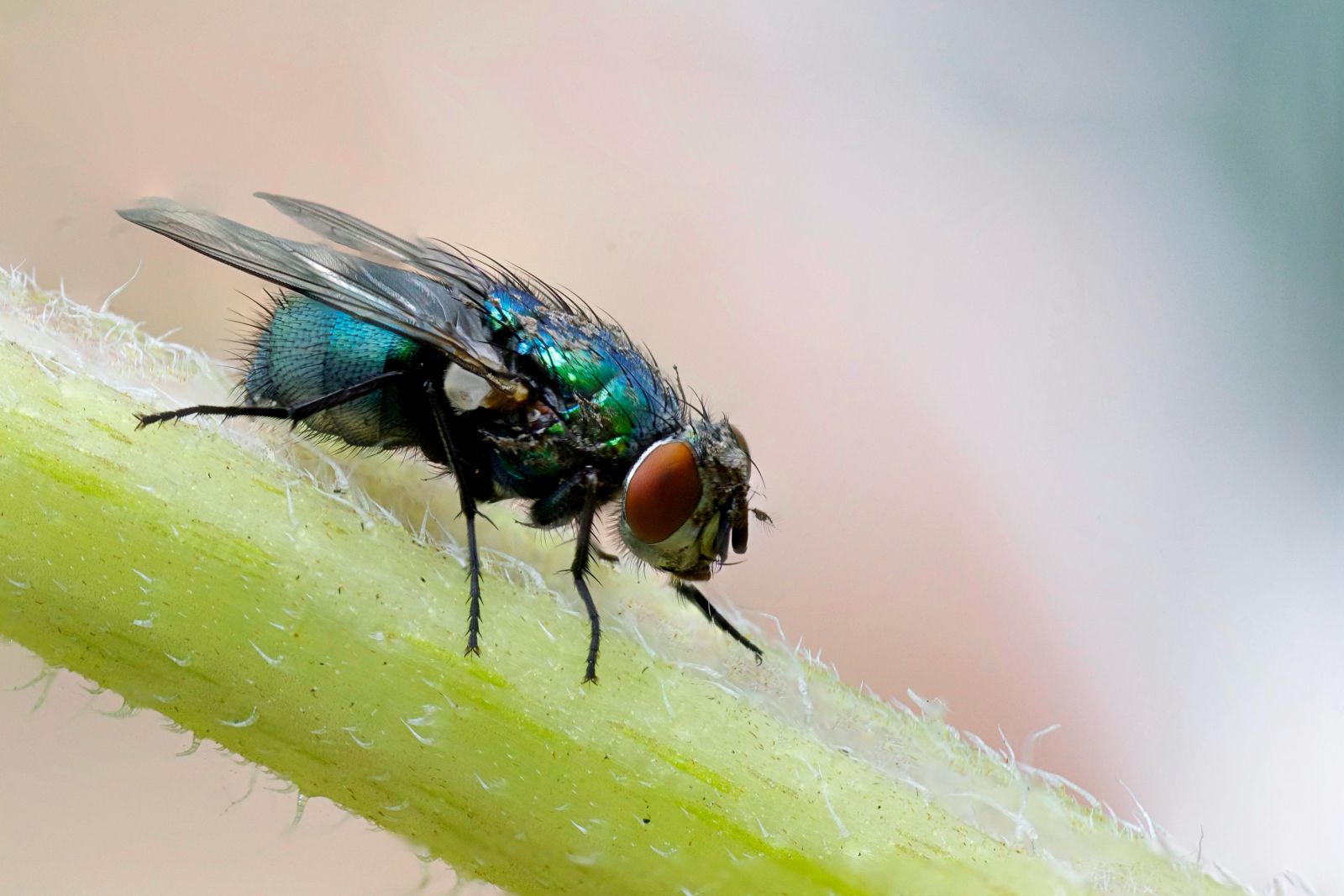 Fly
