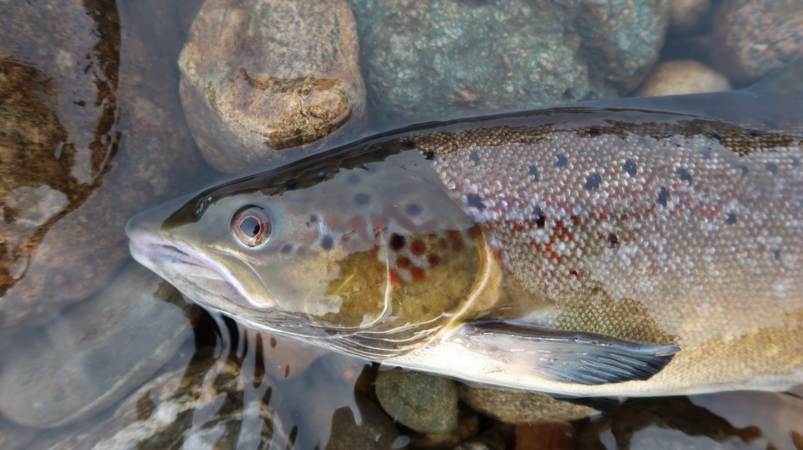 Salmon