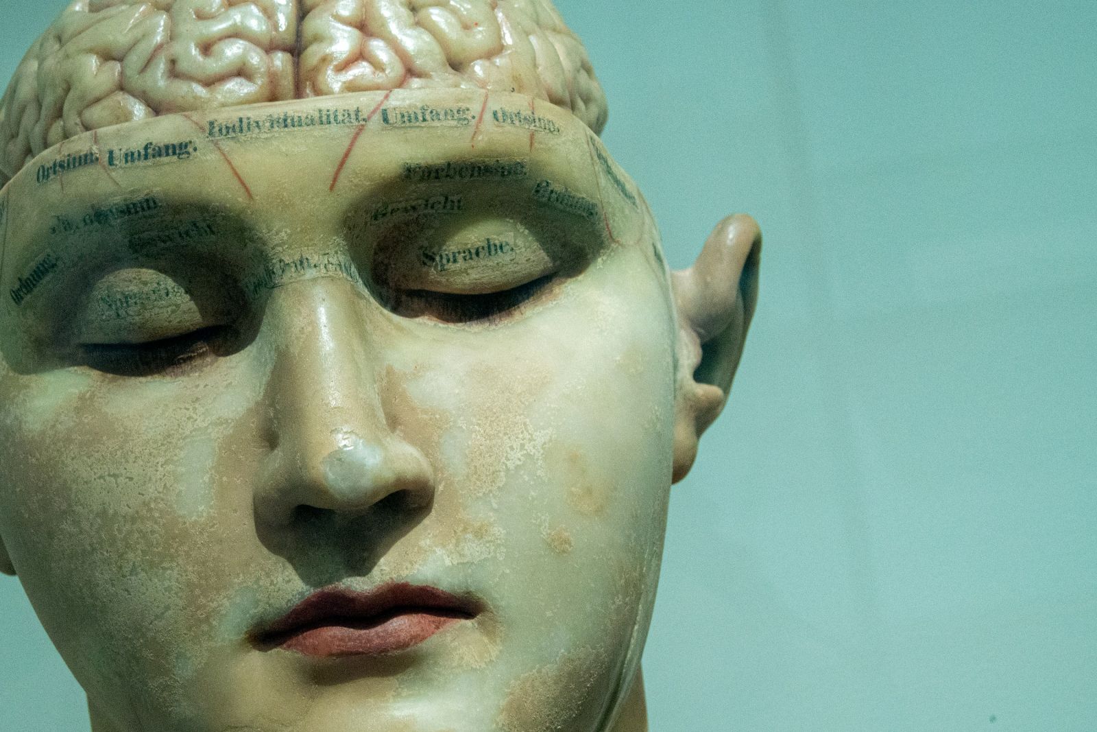 Brain